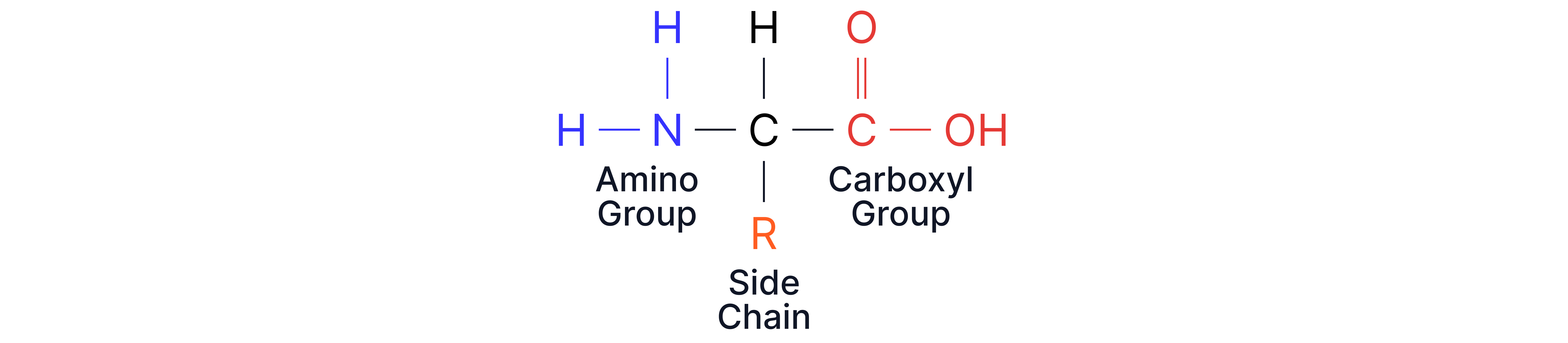 Amino Acids 12 (1)