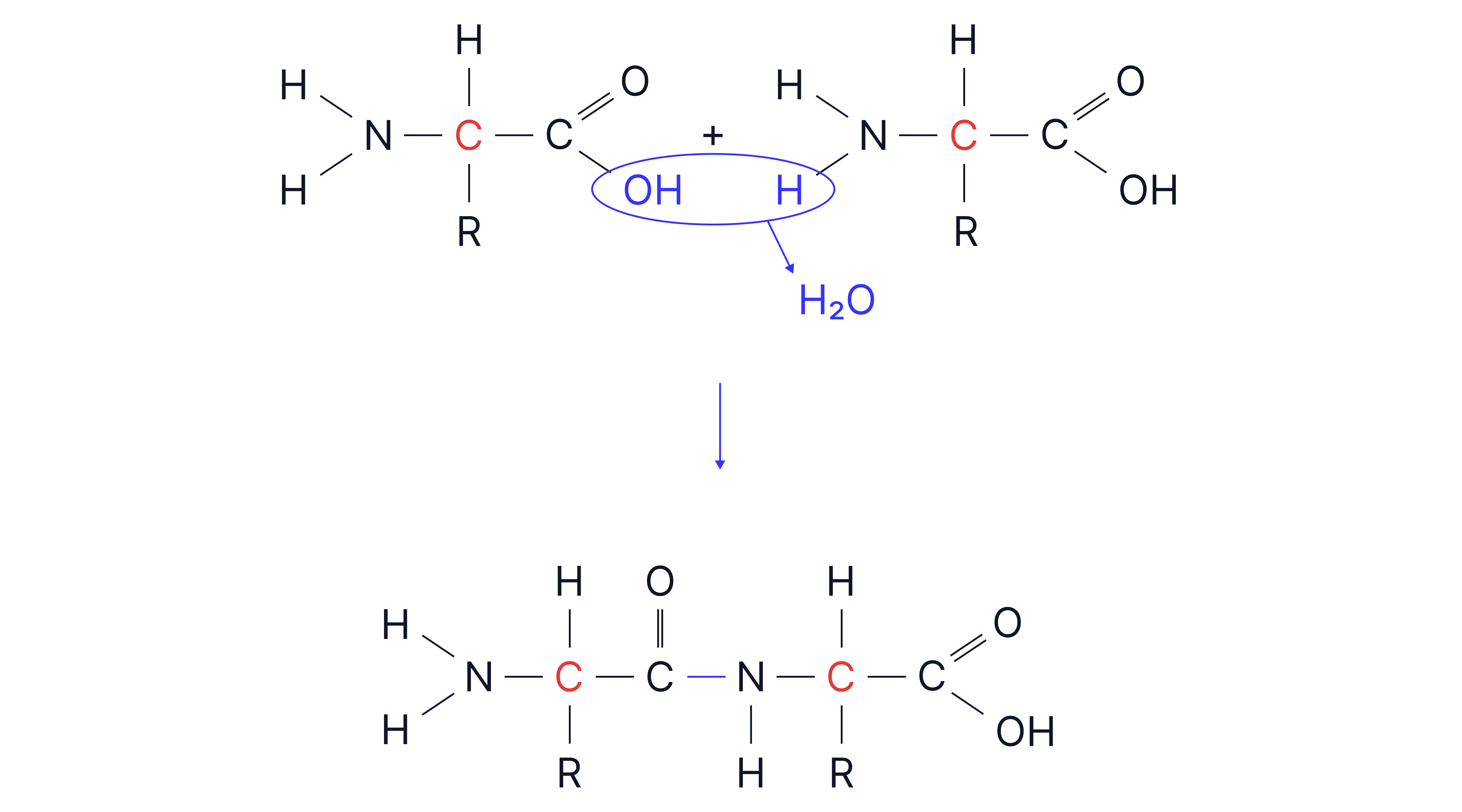 Amino Acids 6 (1)