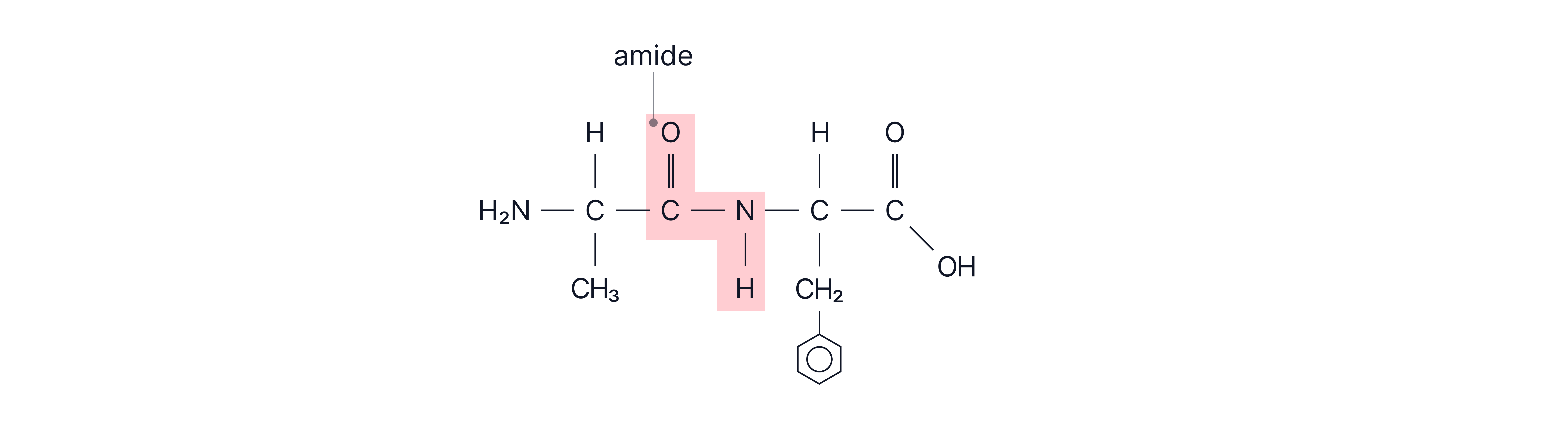 Amide Bond Structure Structural formula highlighting the amide bond linking two amino acids in a peptide chain.