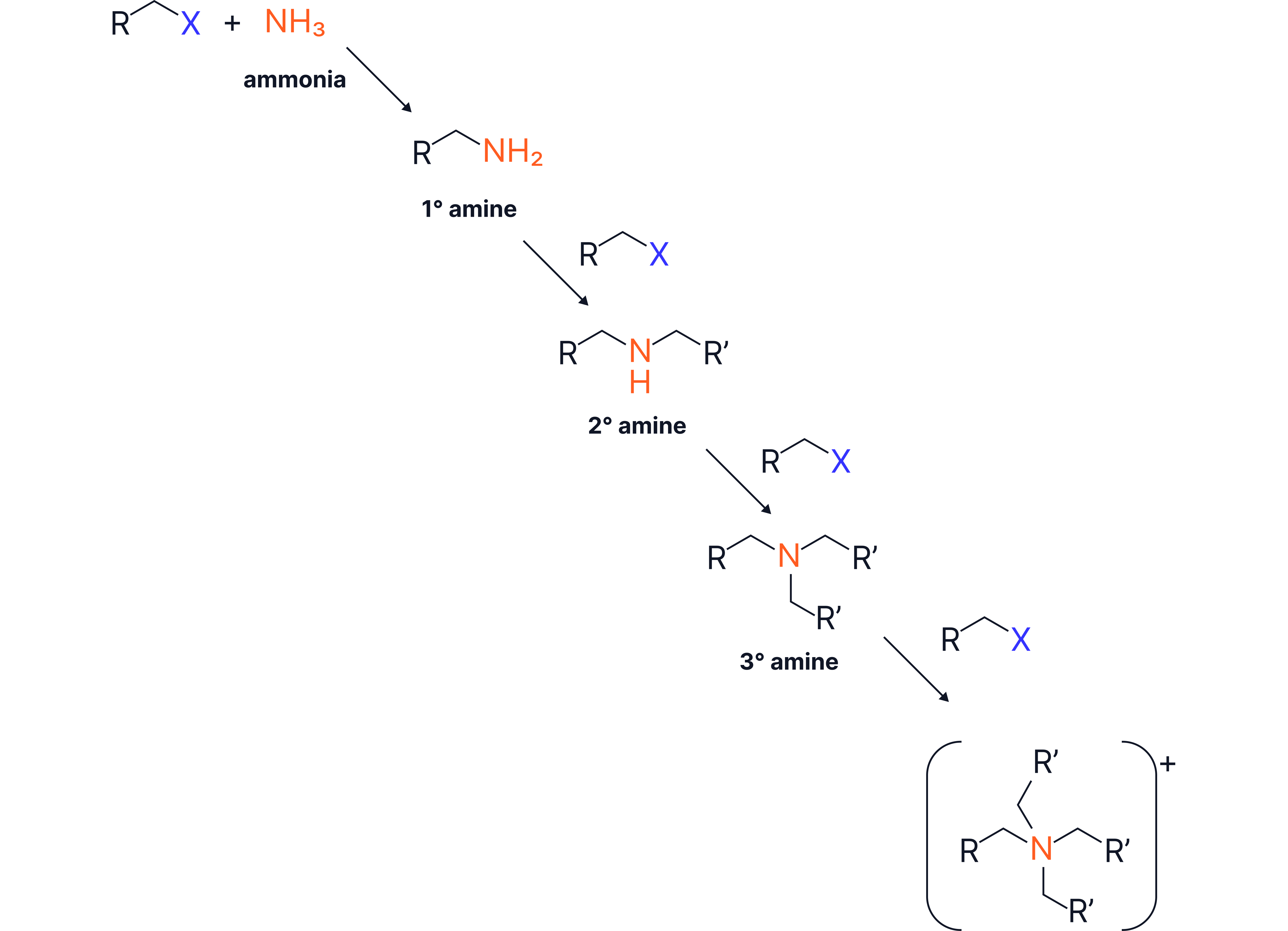 Chemistry revision note showing the stepwise formation of primary, secondary, tertiary and quaternary ammonium compounds from the reaction of halogenoalkanes with ammonia and amines.