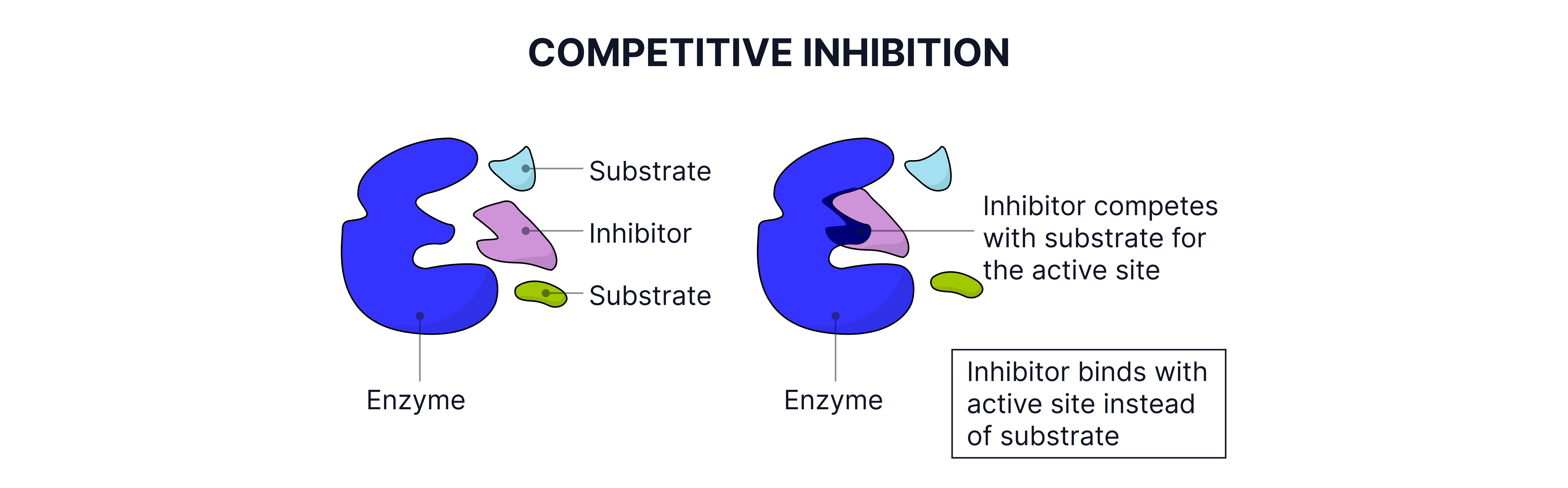 Competitive Inhibition Diagram showing competitive inhibition where an inhibitor molecule competes with the substrate for an enzyme’s active site and prevents substrate binding.