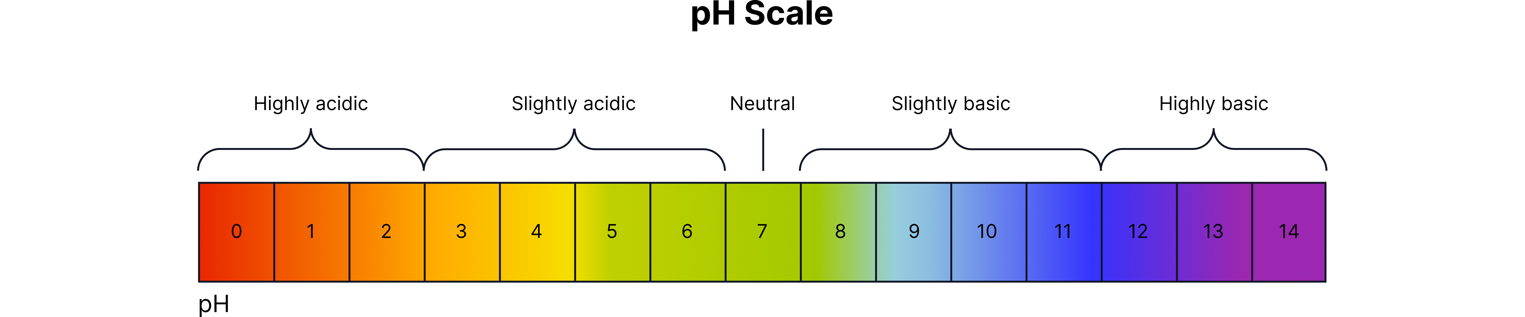 A pH scale from 0 to 14 with a colour gradient from red (strongly acidic) through green (neutral at pH 7) to purple (strongly alkaline), illustrating how acidity and alkalinity change across the scale.