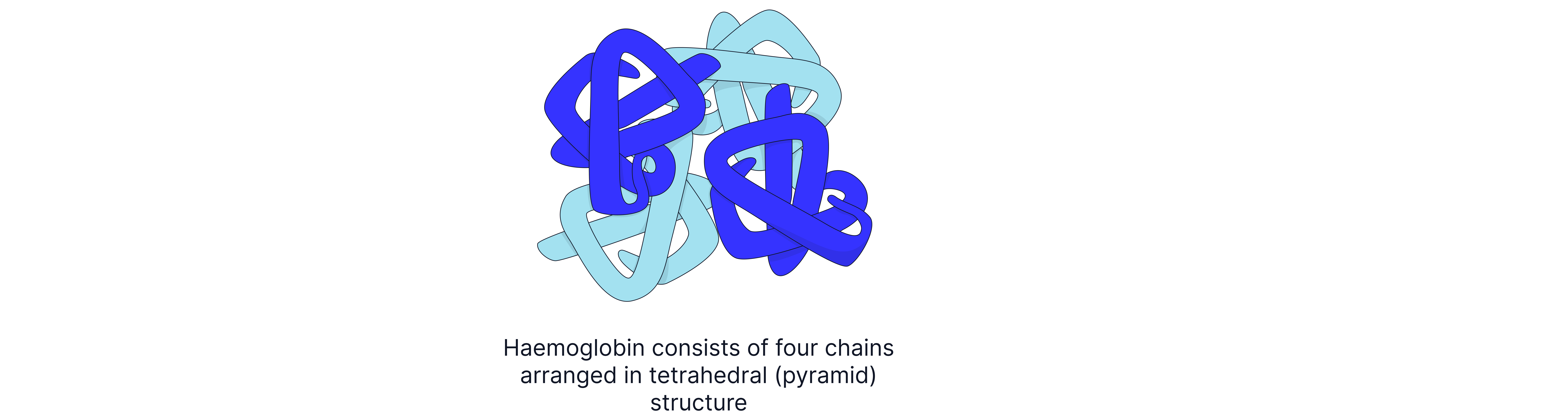Haemoglobin Quaternary Structure Diagram showing the quaternary structure of haemoglobin formed by four polypeptide chains arranged in a tetrahedral shape.