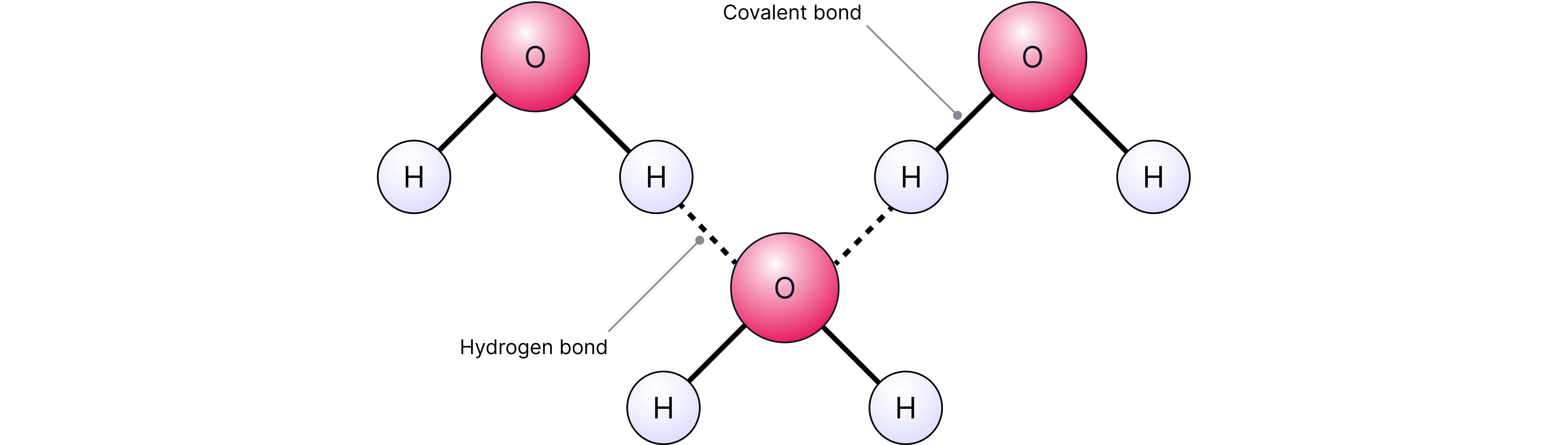 Hydrogen Bonding Between Water Molecules Chemistry revision note showing hydrogen bonding between water molecules where the partially positive hydrogen atom of one molecule is attracted to the partially negative oxygen atom of another molecule.