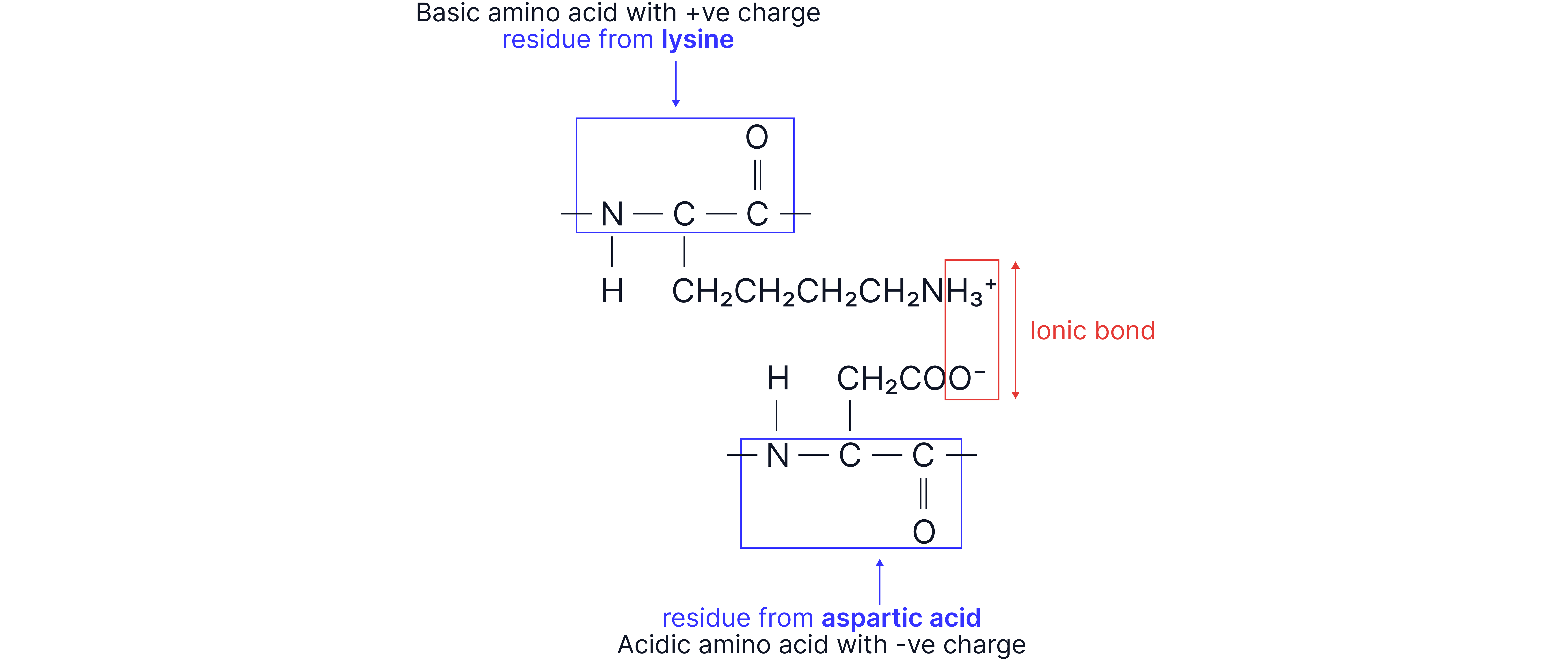 Ionic Bond Between Amino Acid Side Chains Diagram showing an ionic bond forming between positively charged lysine and negatively charged aspartic acid side chains in a protein structure.