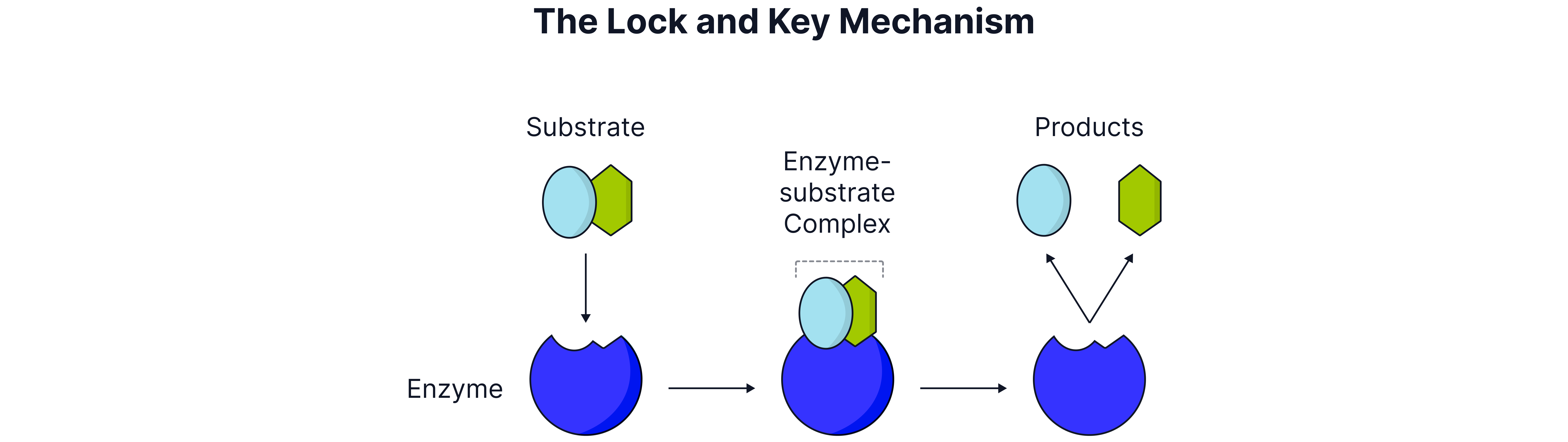 Lock and Key Mechanism Diagram showing the lock and key mechanism where a substrate fits into an enzyme active site to form an enzyme-substrate complex before releasing products.