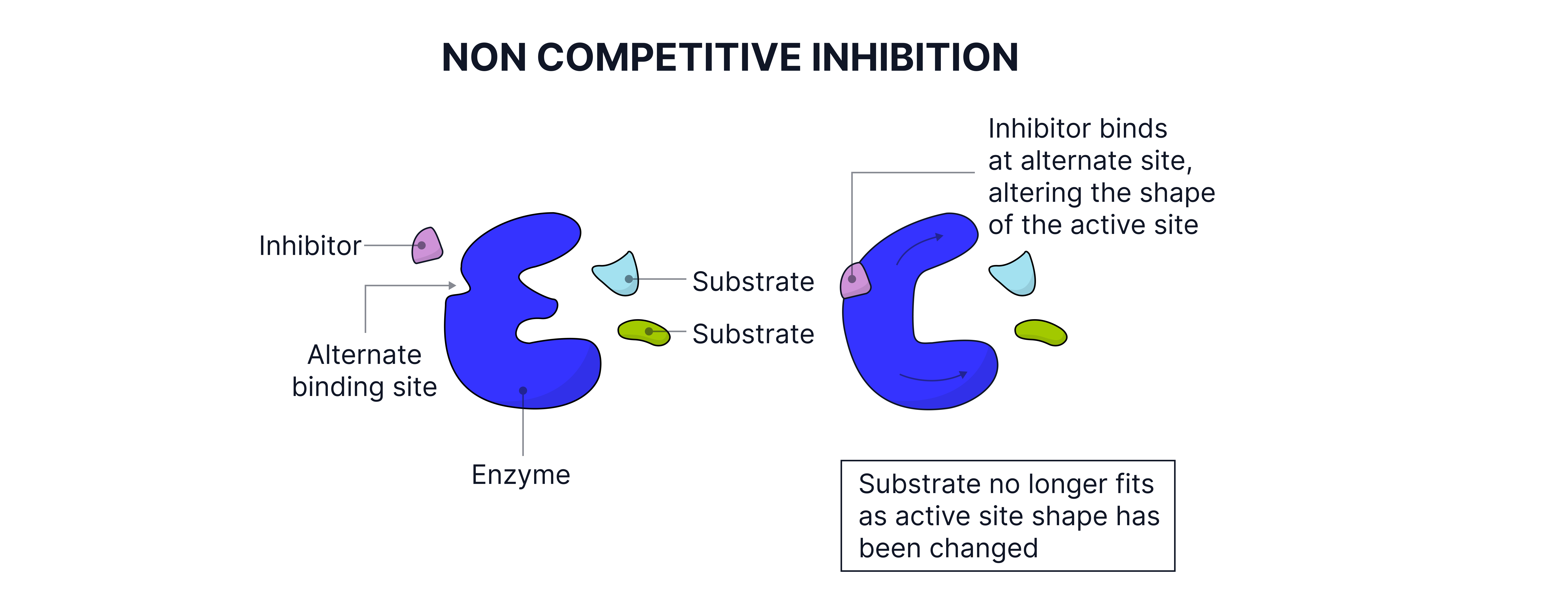 Non-Competitive Inhibition Diagram showing non-competitive inhibition where an inhibitor binds to an alternate site on an enzyme, changing the active site shape so the substrate can no longer bind.