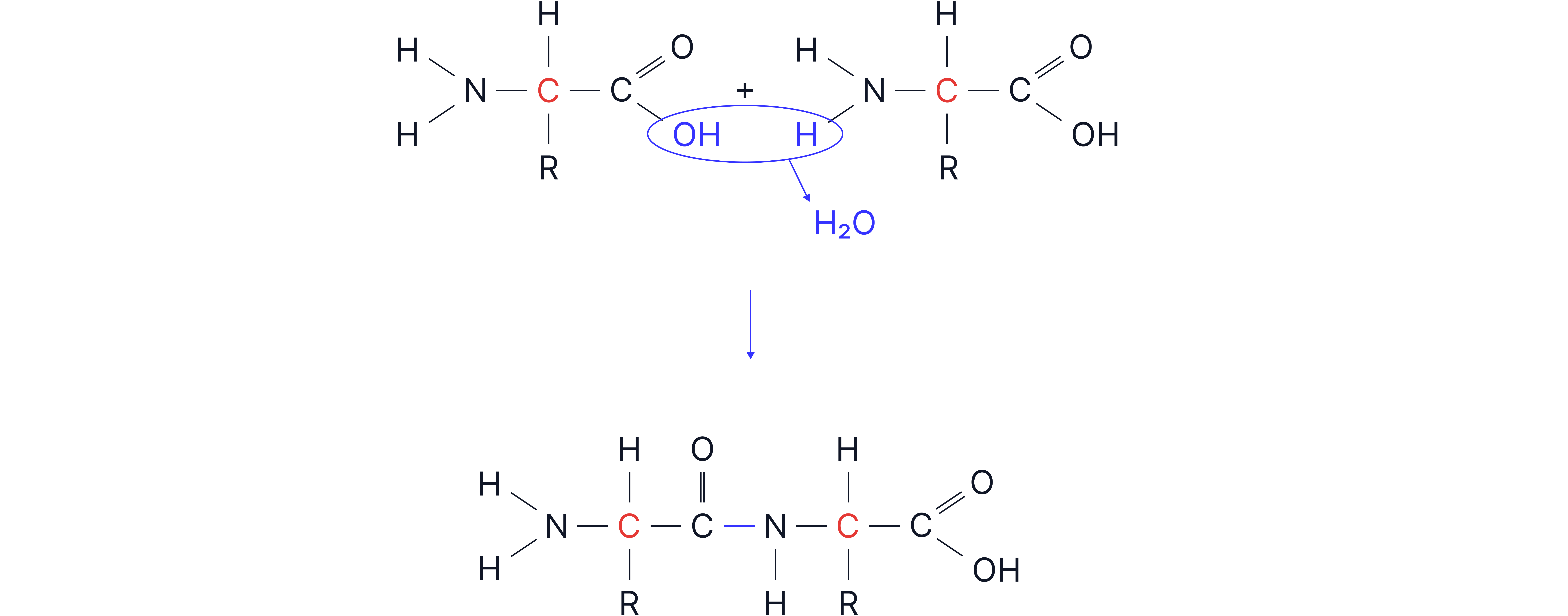Peptide Bond Formation Reaction Diagram showing two amino acids joining by condensation reaction to form a peptide bond and release a water molecule.