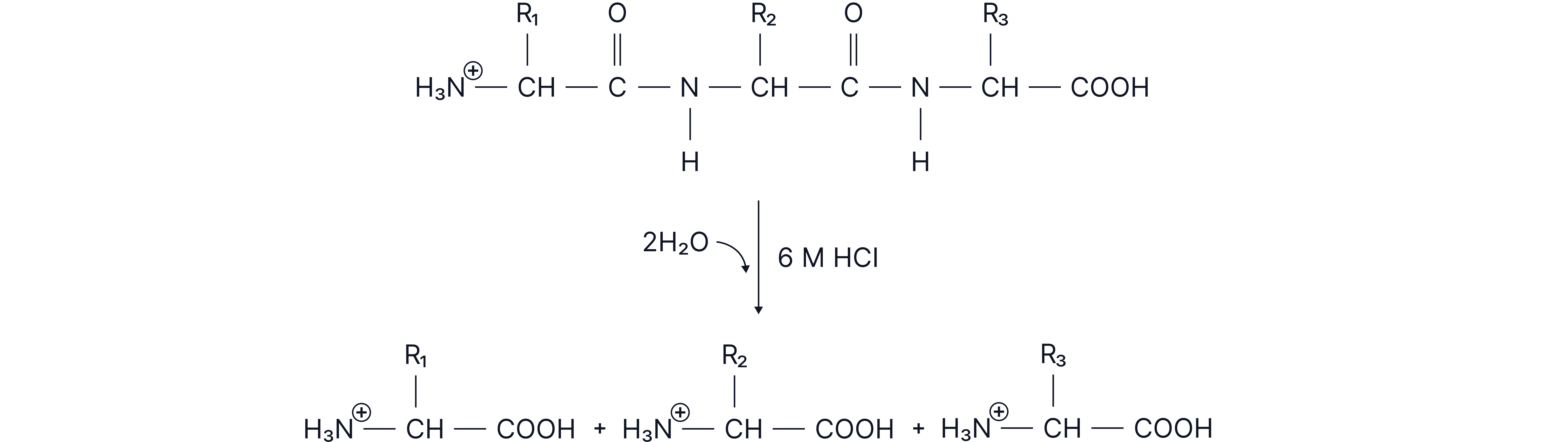 Peptide Hydrolysis Reaction Diagram showing a tripeptide undergoing hydrolysis with hydrochloric acid to produce individual amino acids.