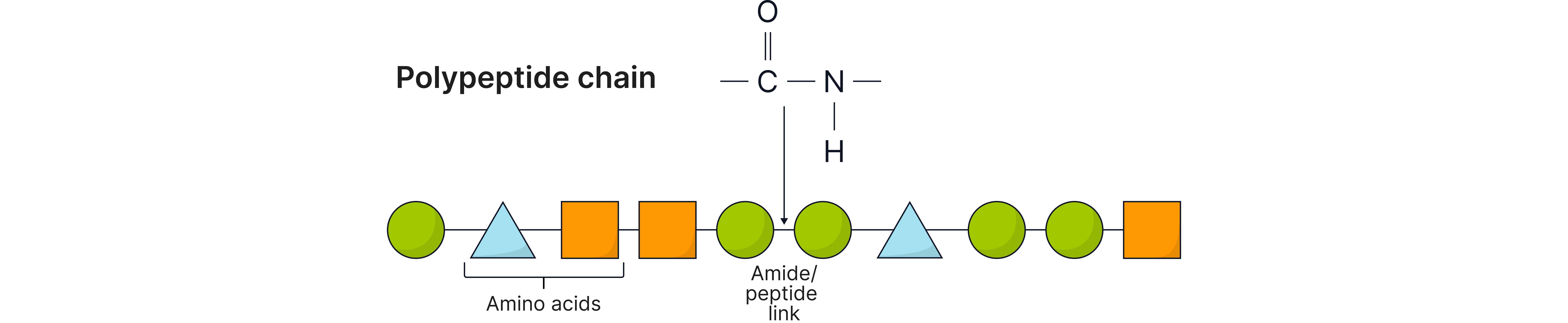 Polypeptide Chain Structure Diagram showing amino acids joined by peptide bonds to form a polypeptide chain structure in proteins.