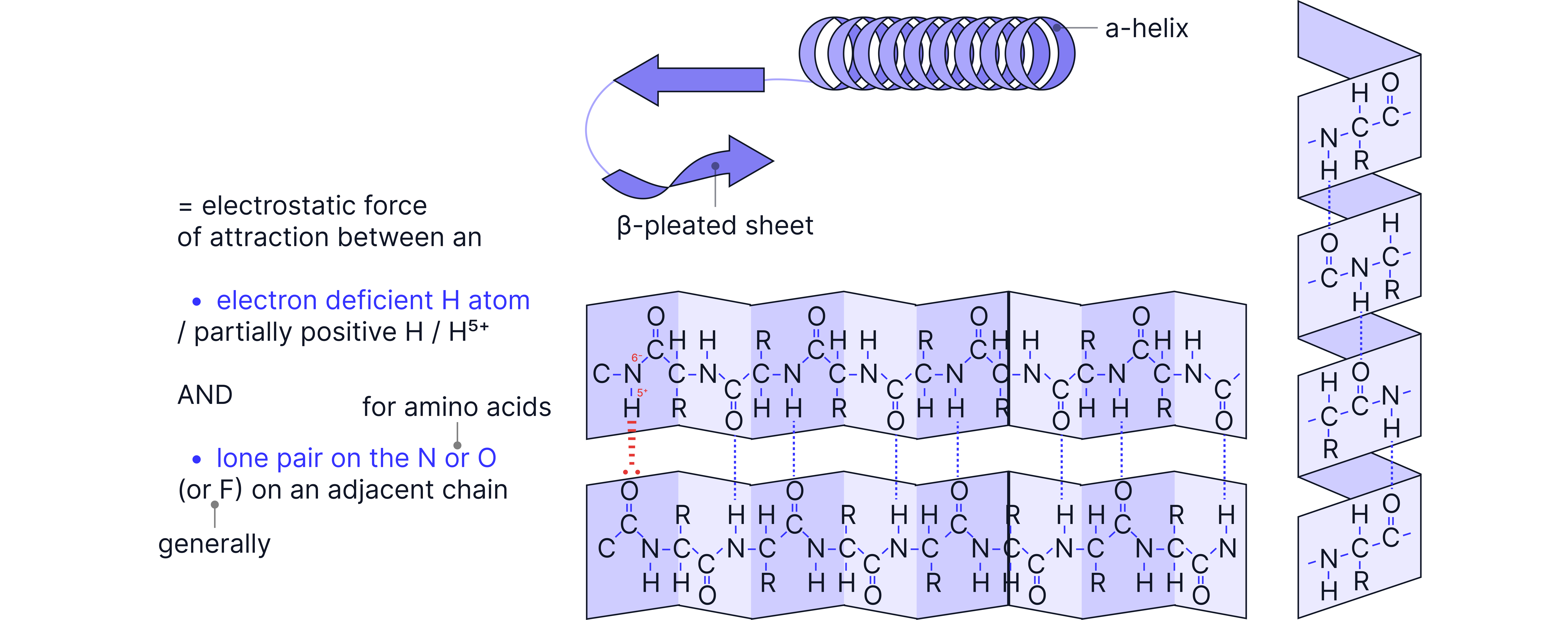 Protein Secondary Structure Hydrogen Bonding Diagram showing hydrogen bonding between amino acids stabilising protein secondary structures such as alpha helices and beta-pleated sheets.