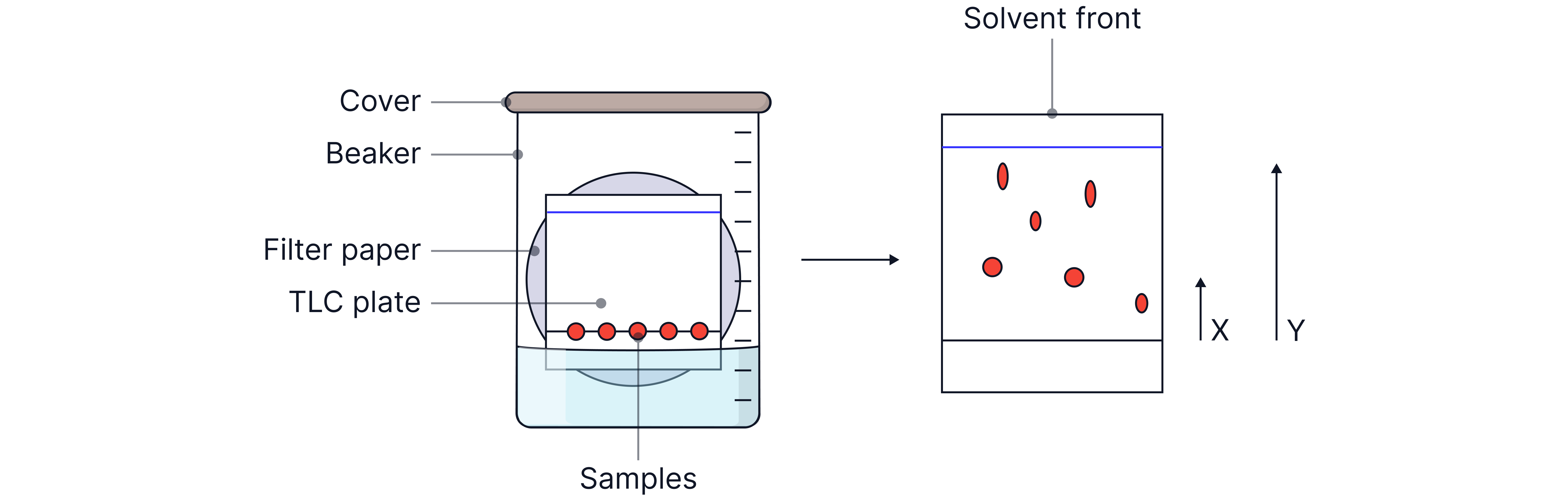 Thin Layer Chromatography Setup Diagram showing a thin-layer chromatography setup with samples on a TLC plate, solvent front movement, and separated spots used to calculate Rf values in a chemistry revision note.