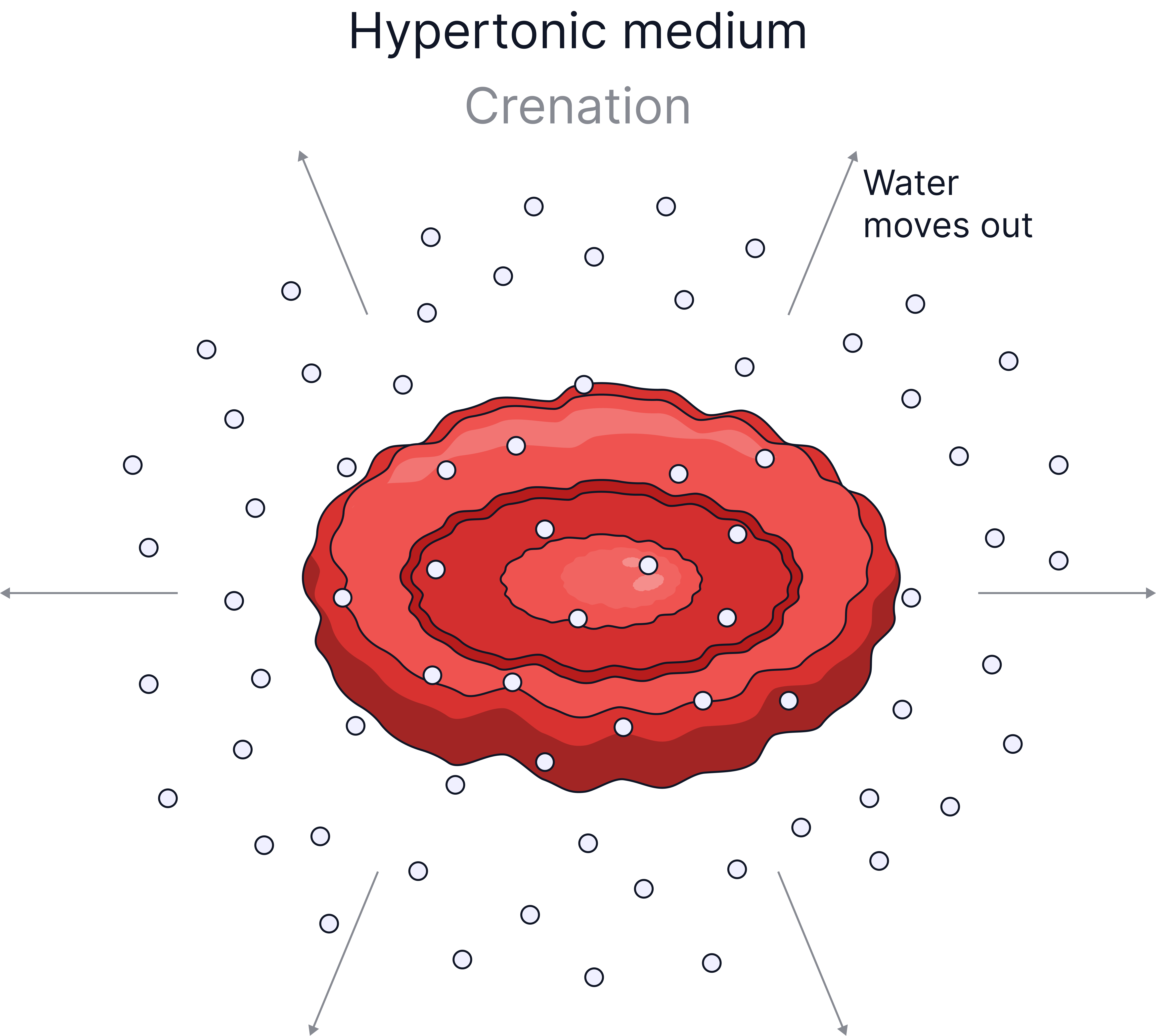 Diagram of an animal cell in a hypertonic solution showing water leaving by osmosis and the cell shrinking (crenation)