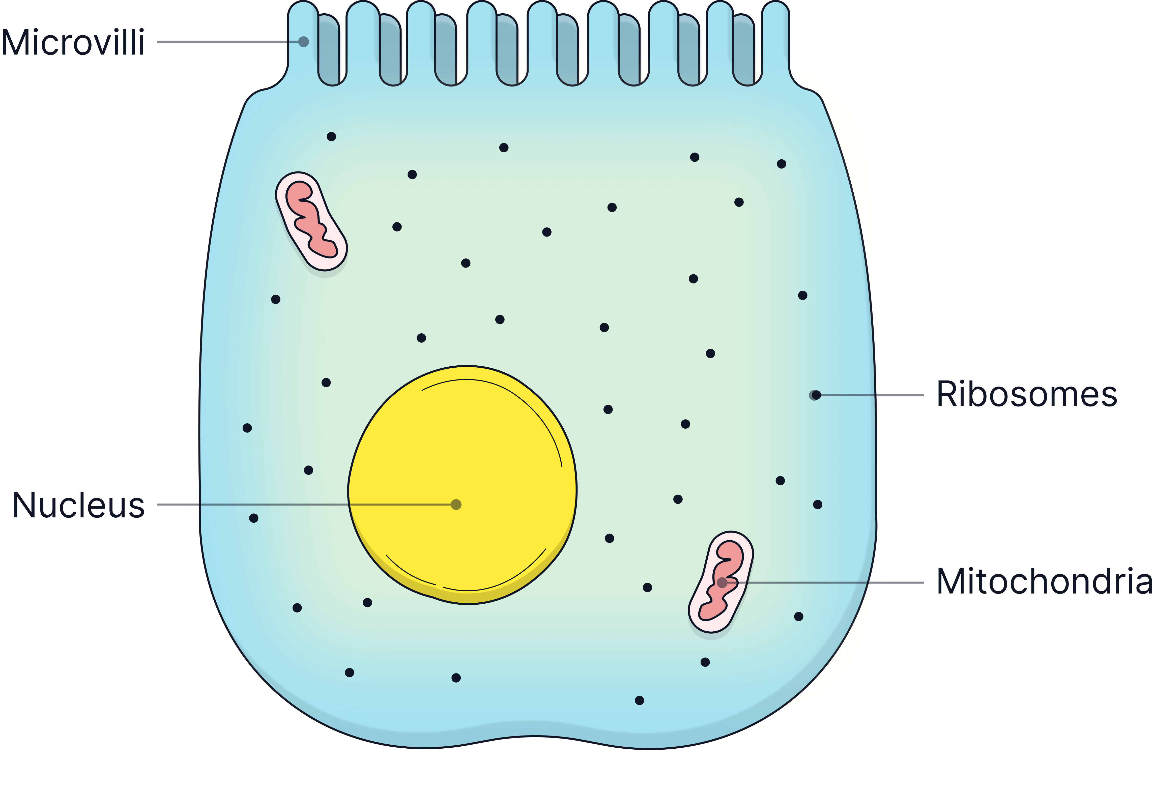 Diagram of an epithelial cell showing microvilli on the surface, a nucleus, mitochondria, and ribosomes, illustrating adaptations for absorption in the small intestine.