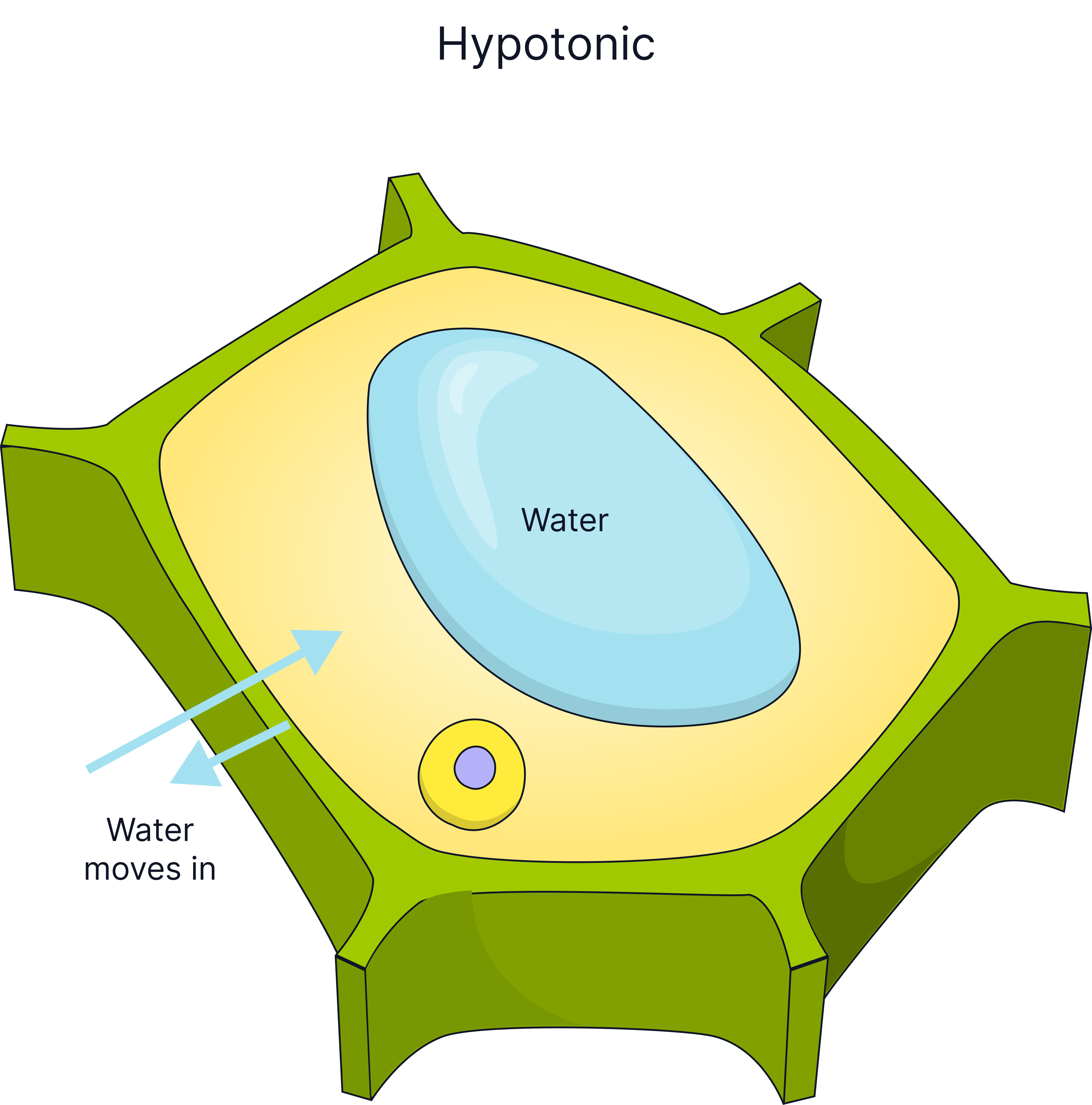 Diagram of a plant cell in a hypotonic solution showing water entering by osmosis and the vacuole swelling to make the cell turgid.