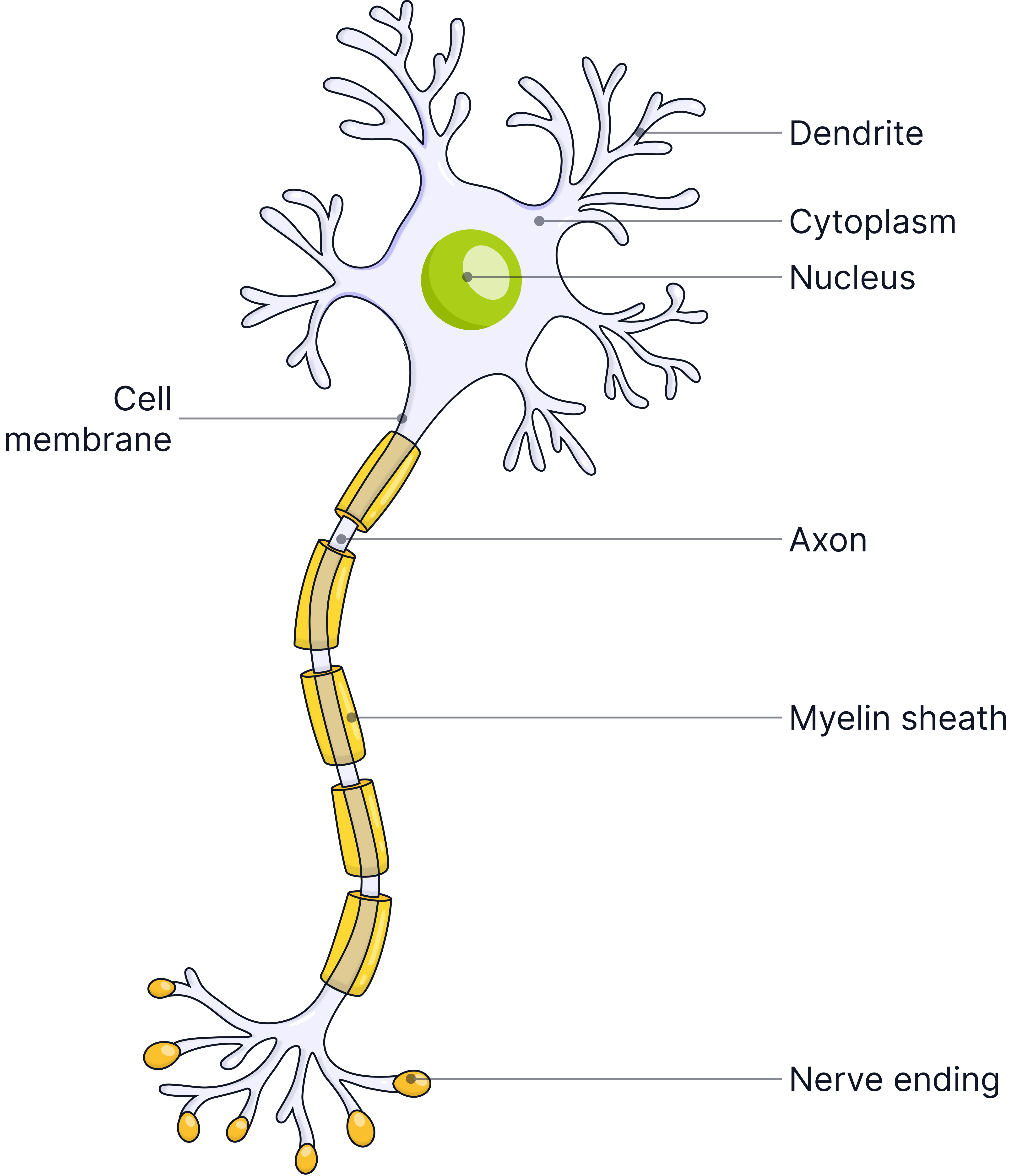 Diagram of a neurone showing dendrites, a cell body with nucleus, a long axon insulated by myelin sheath, and nerve endings, labelled for nervous system revision.