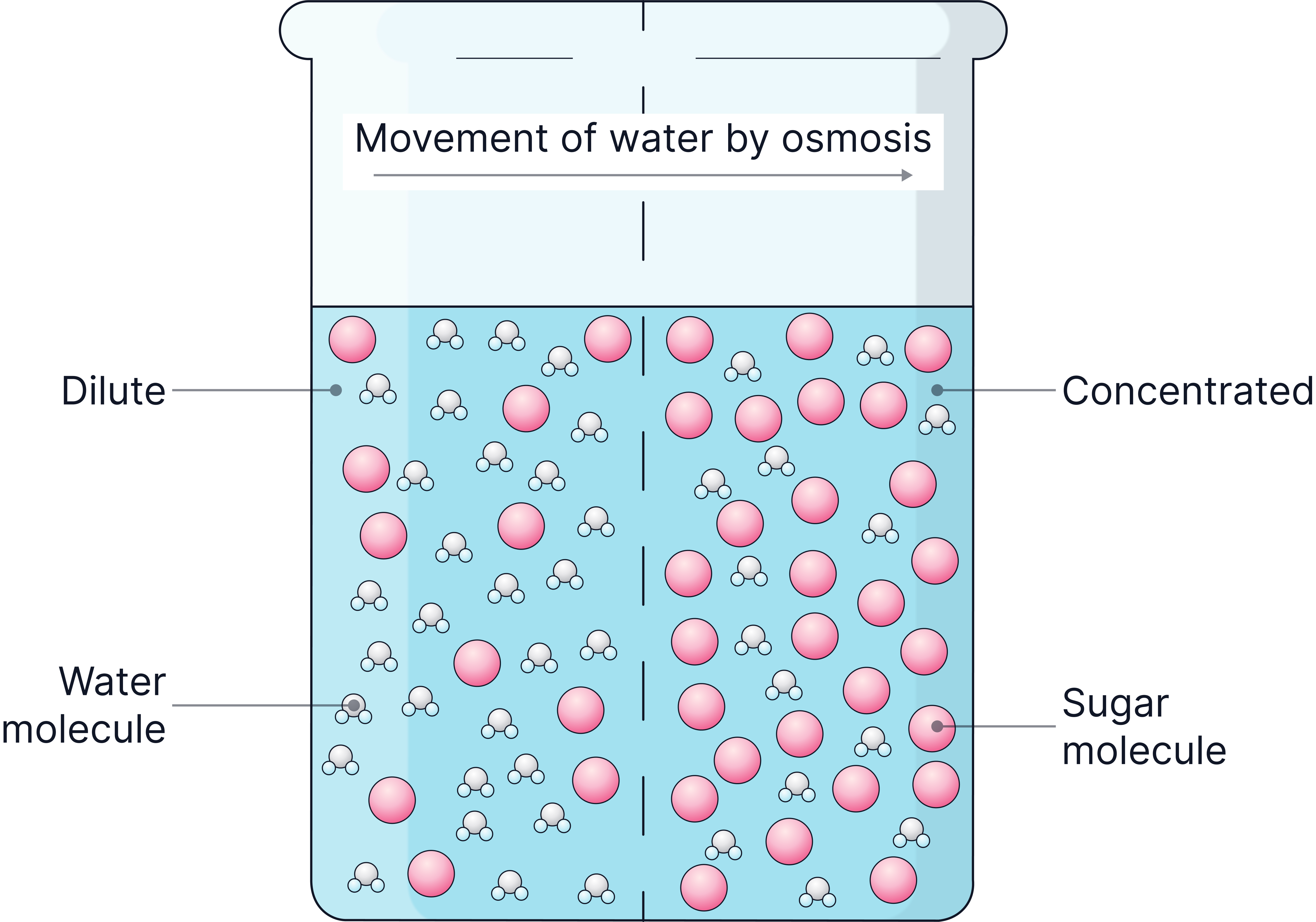 Diagram showing osmosis, with water molecules moving through a partially permeable membrane from a dilute solution to a more concentrated sugar solution.