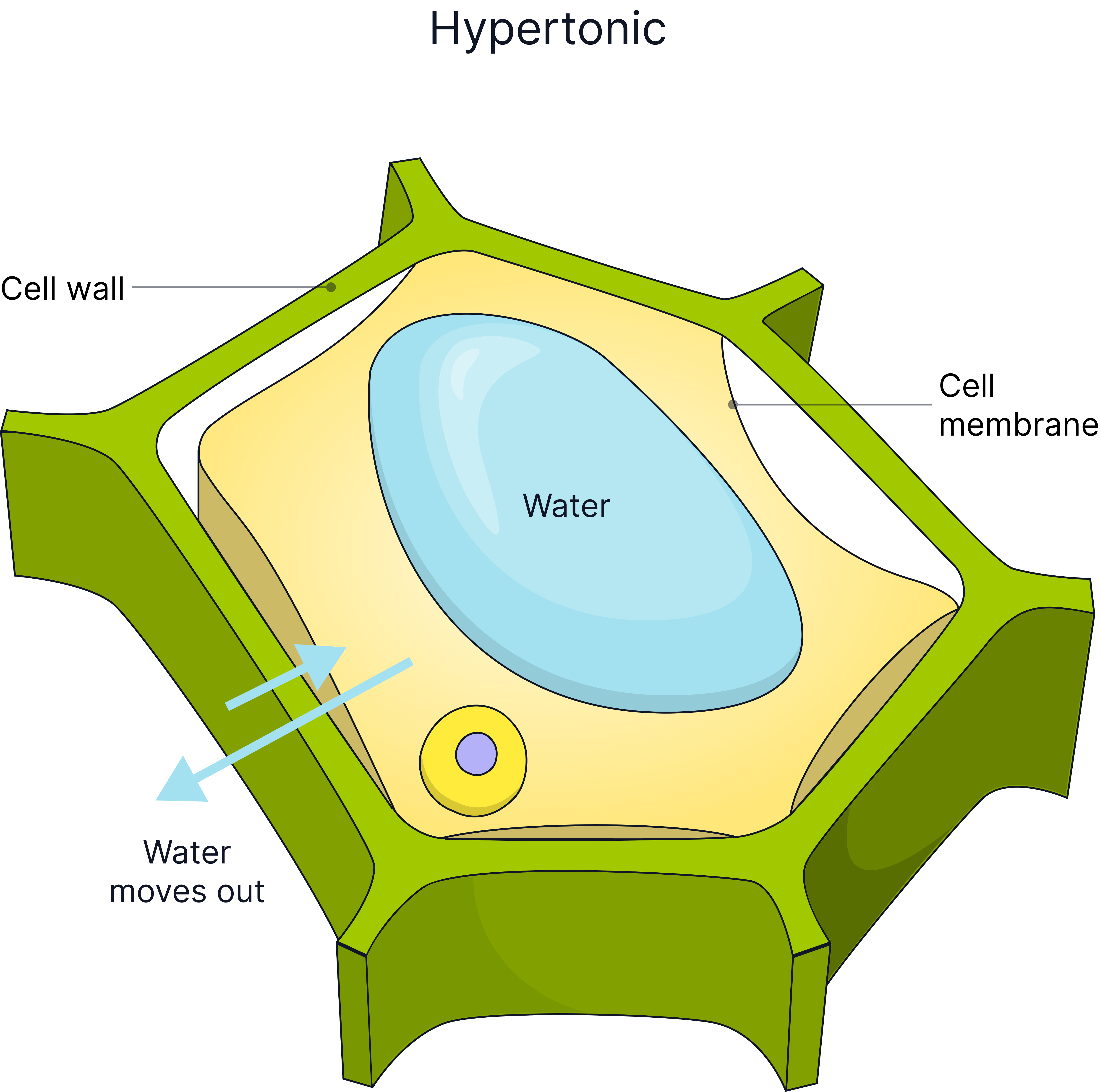 Diagram of a plant cell in a hypertonic solution showing water leaving by osmosis, causing the vacuole to shrink and the cell membrane to pull away from the cell wall (plasmolysis).