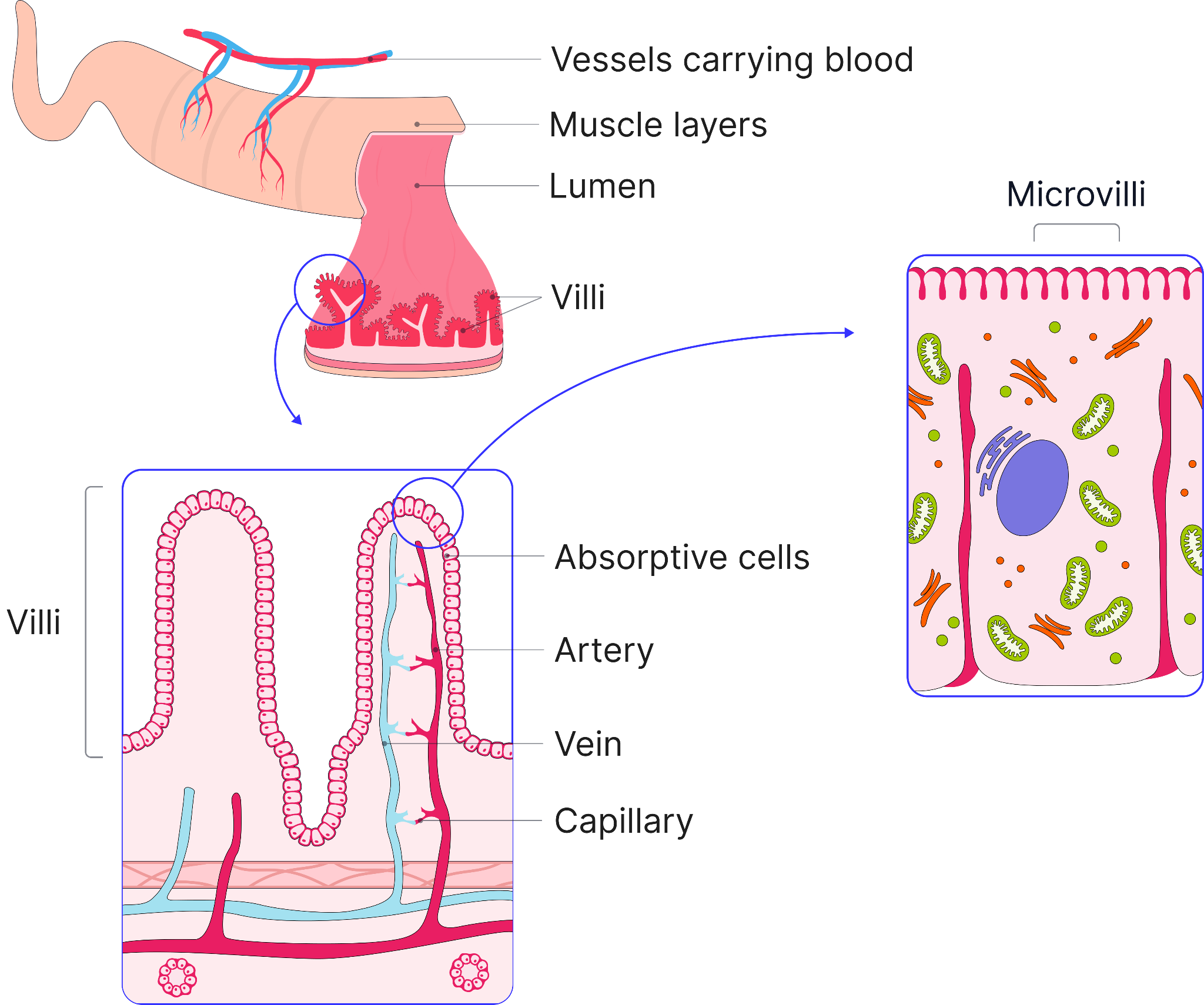 Diagram of the small intestine showing villi and microvilli with blood vessels and absorptive epithelial cells, highlighting adaptations that increase surface area for nutrient absorption.