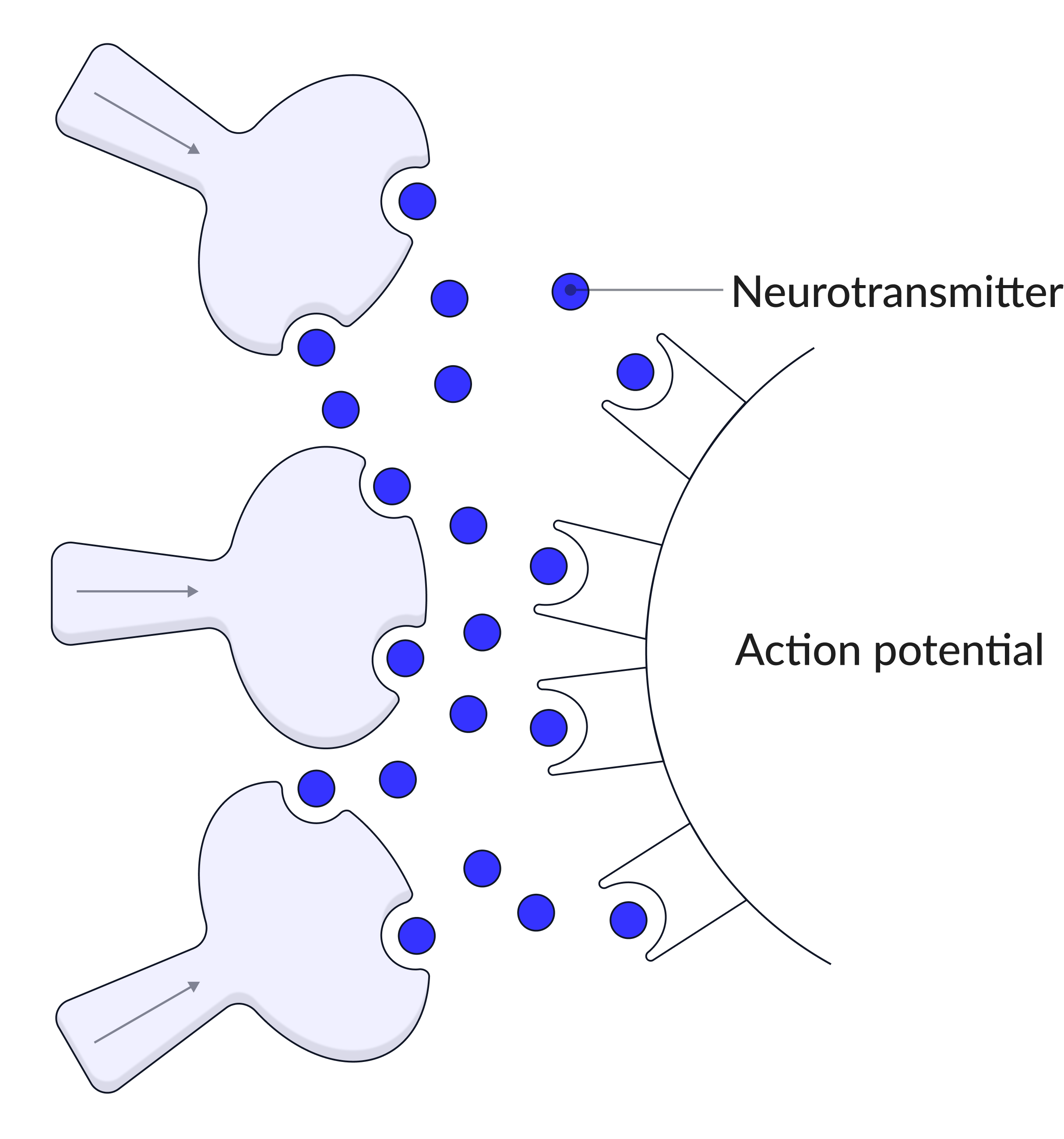 Summation AQA A Level Biology Summation AQA A Level Biology