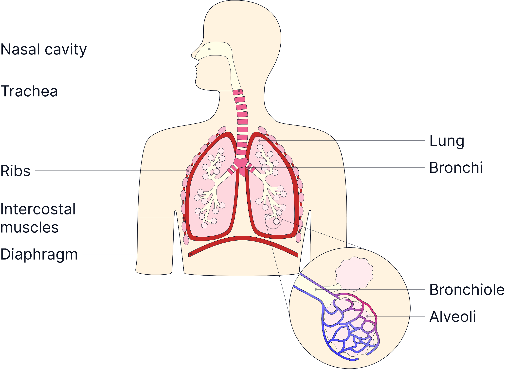 Diagram of the human respiratory system showing the trachea, bronchi, lungs, diaphragm and an inset of bronchioles leading to alveoli for gas exchange.
