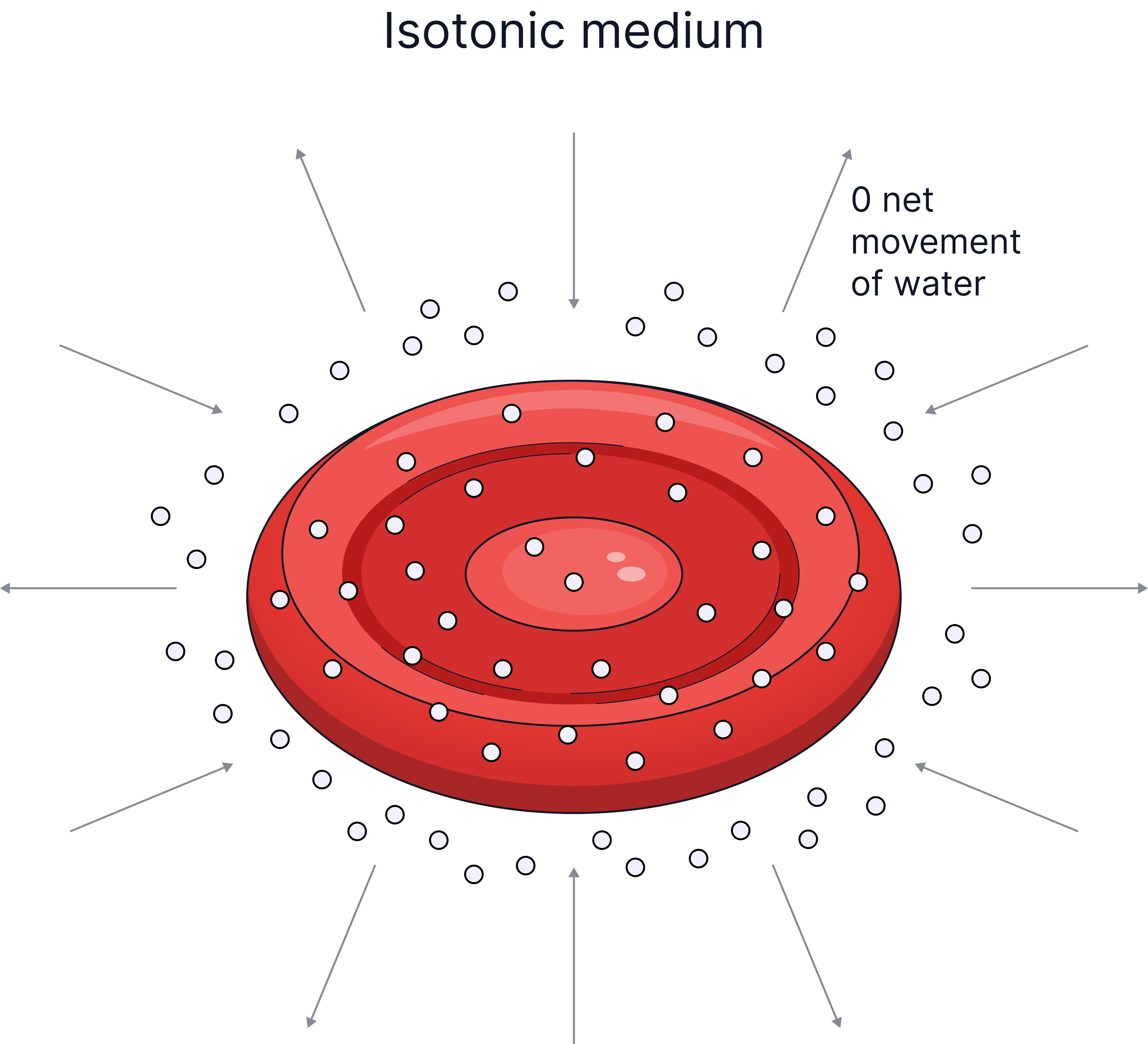 Diagram of an animal cell in an isotonic solution showing no net movement of water by osmosis and the cell maintaining its normal shape.