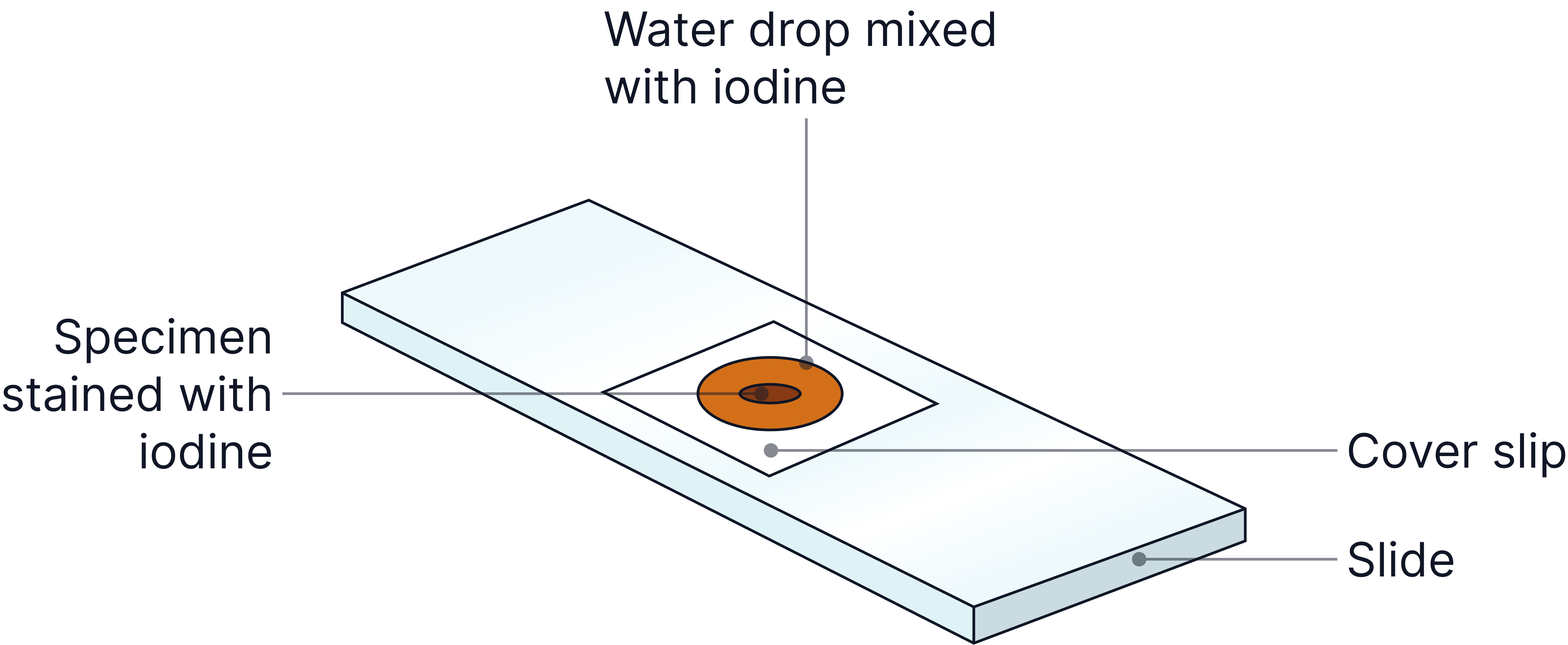 Diagram showing preparation of a microscope slide with a specimen stained with iodine, mixed with a water drop, and covered by a cover slip for viewing under a light microscope.