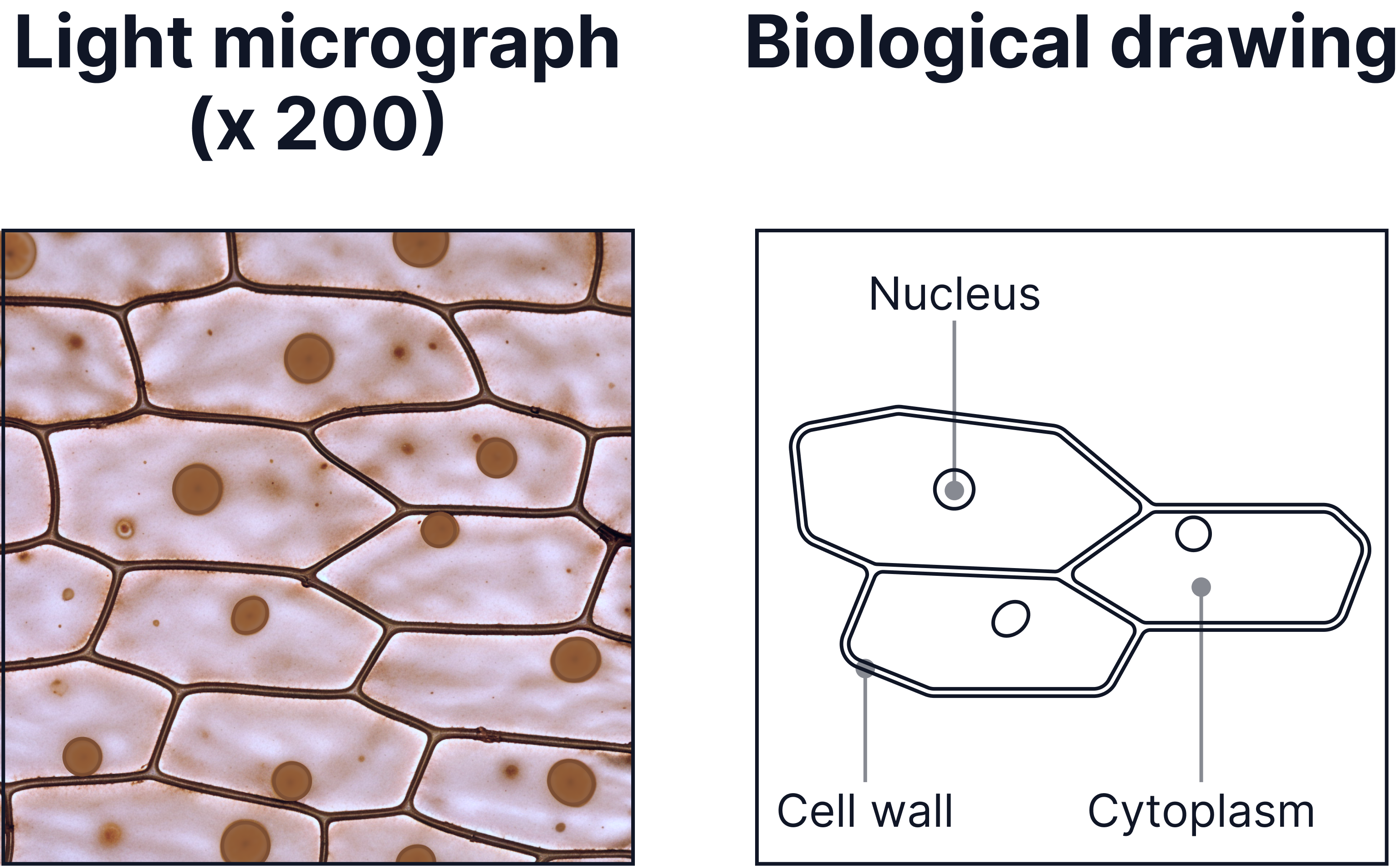 Comparison of a light micrograph (&times;200) and a biological drawing of plant cells, highlighting visible cell walls, cytoplasm, and nuclei for microscopy skills revision.