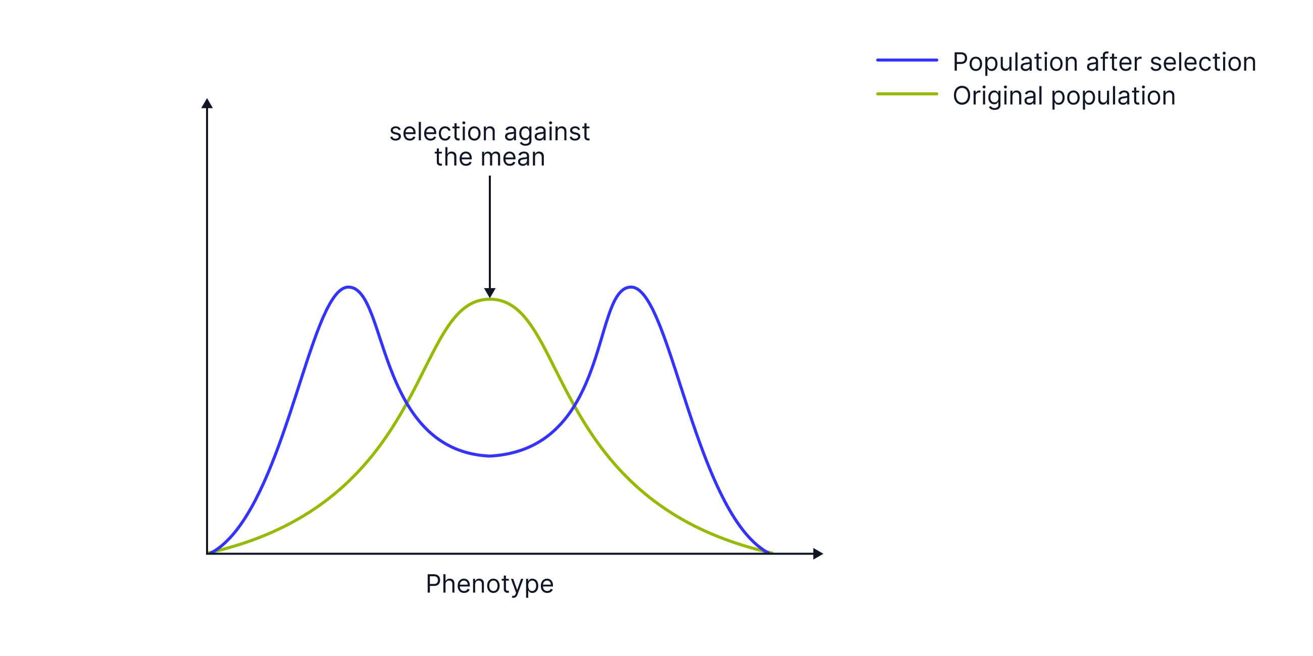 Diagram illustrating disruptive selection, where selection acts against the mean phenotype, producing two peaks in the population after selection compared with the original single-peaked distribution.