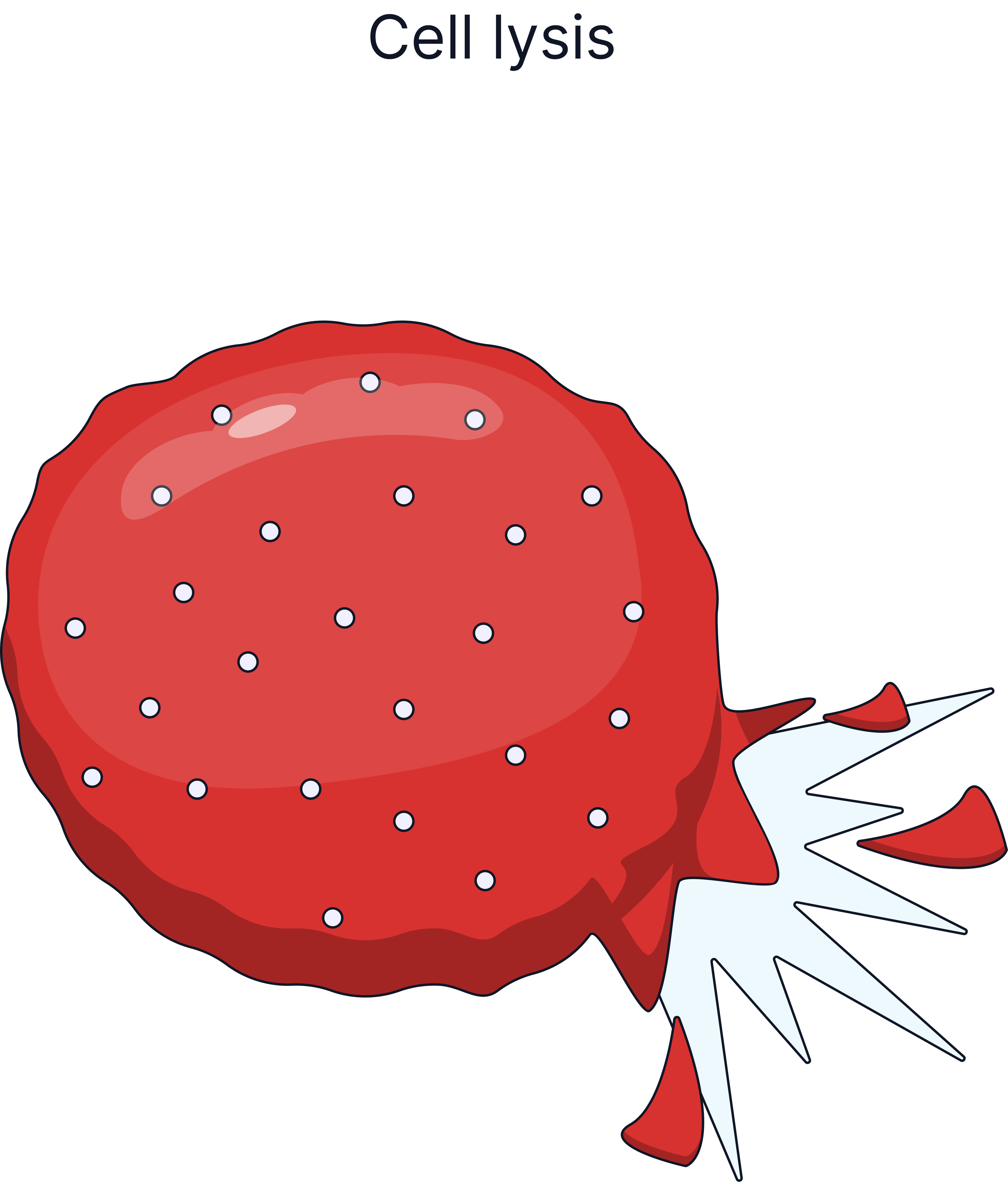 Diagram showing an animal cell bursting (lysis) after excessive water enters by osmosis in a hypotonic solution.