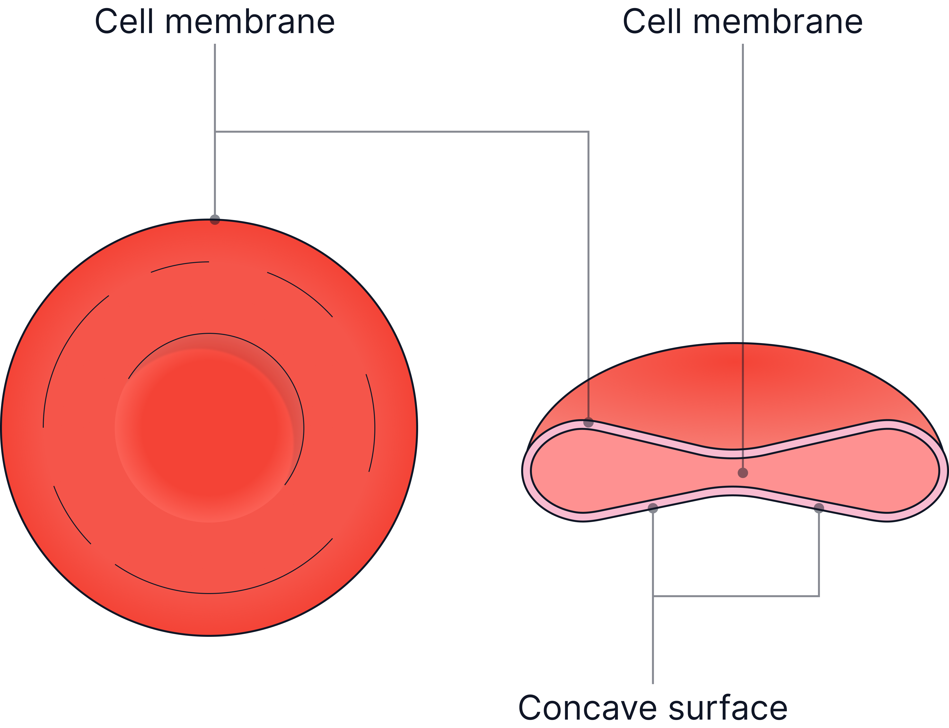 Diagram showing a red blood cell from the top and side, highlighting its biconcave shape and cell membrane, adapted to increase surface area for oxygen transport.