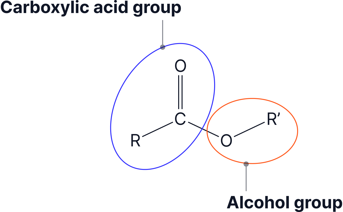Diagram showing ester formation by highlighting the carboxylic acid group and alcohol group that combine to form an ester functional group.