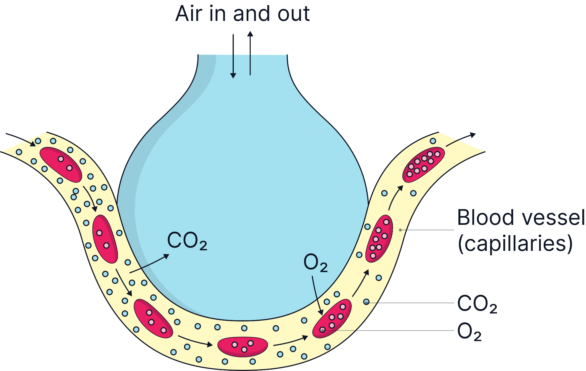 Diagram of an alveolus surrounded by capillaries, showing oxygen diffusing into the blood and carbon dioxide diffusing into the alveolar air for exhalation.