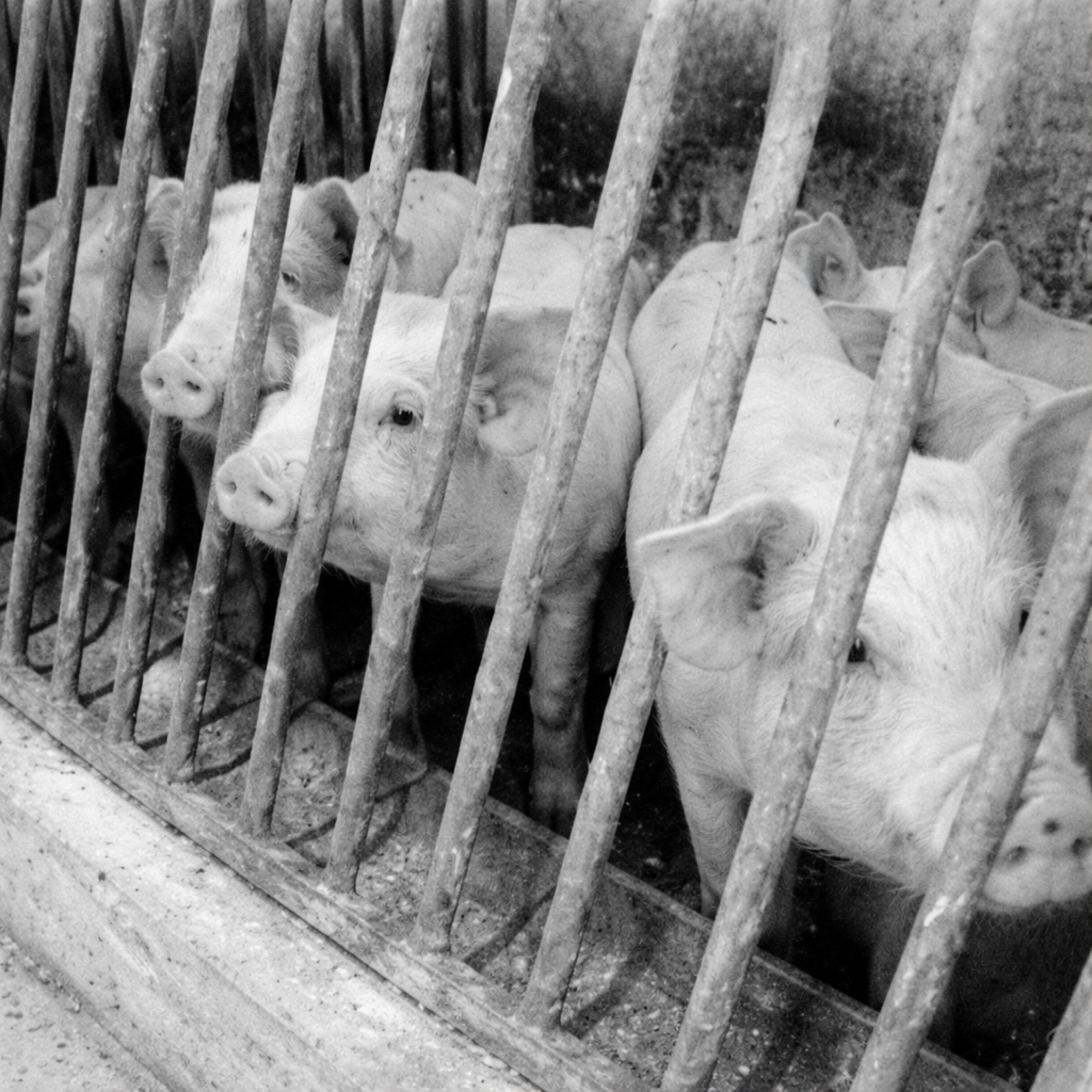 Photo of pigs kept in cramped cages, illustrating ethical issues of intensive farming and its impact on animal welfare.