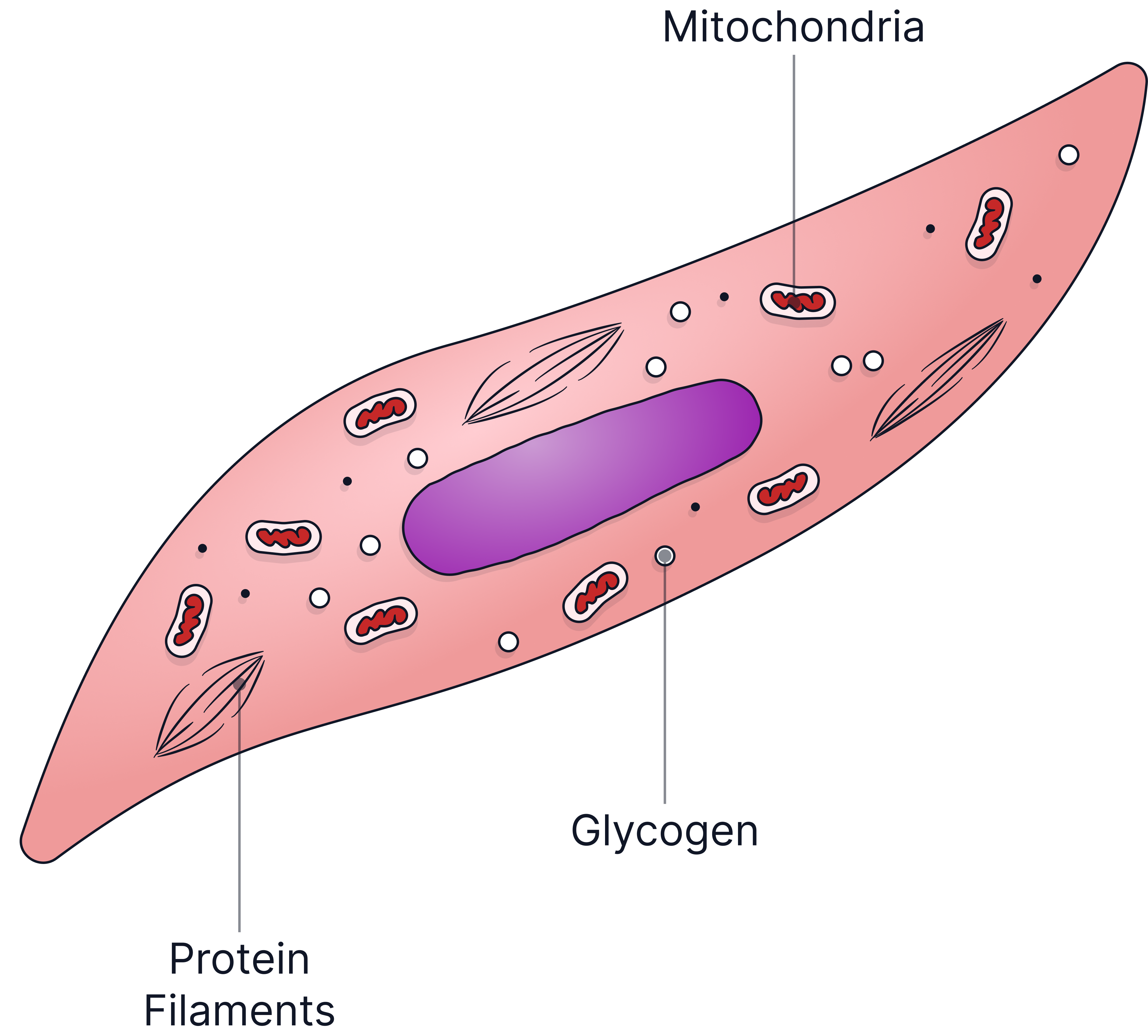 Diagram of a muscle cell showing mitochondria, glycogen stores, protein filaments, and a central nucleus, illustrating adaptations for contraction and energy supply in Biology revision.
