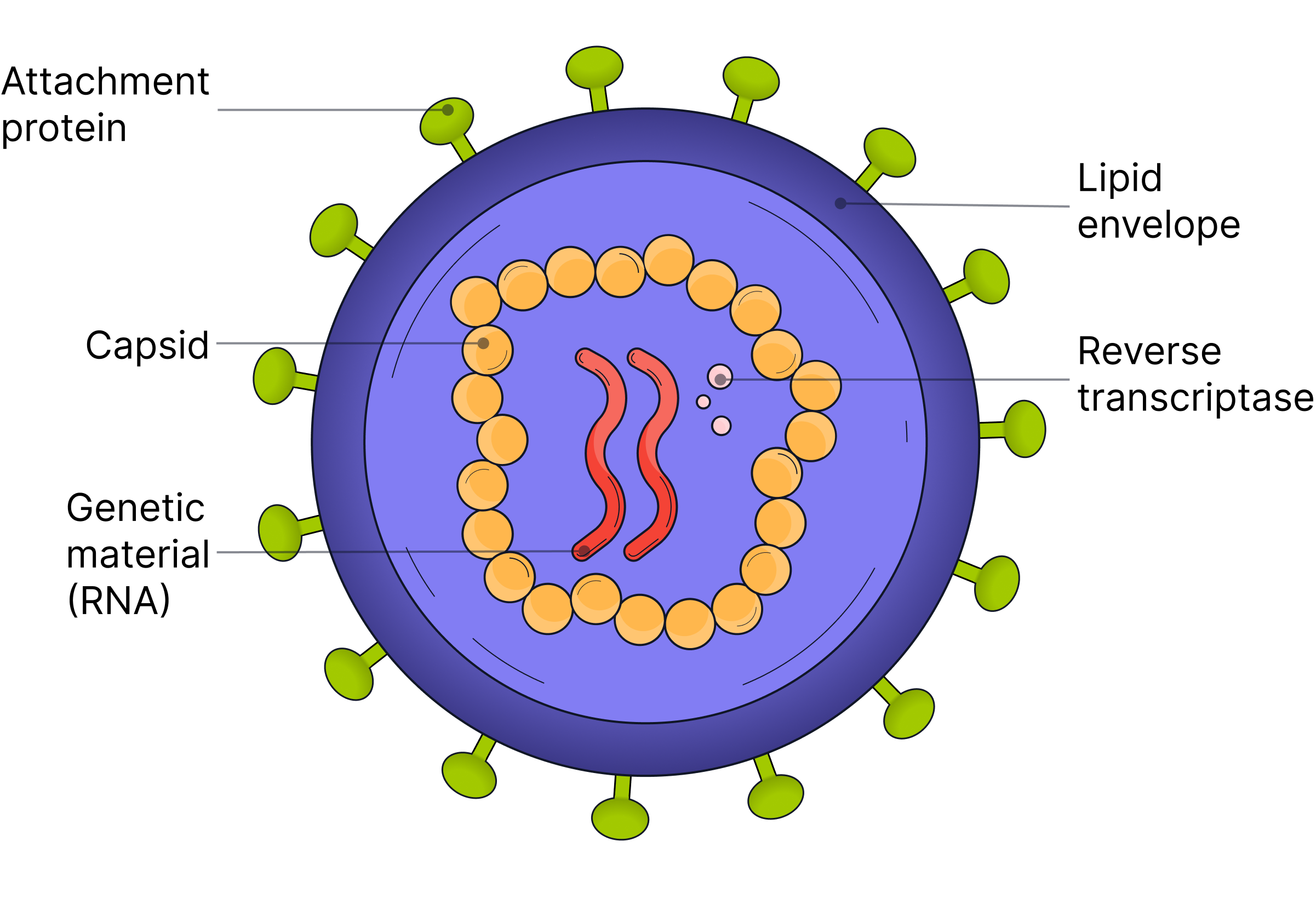 Virus Diagram Structure