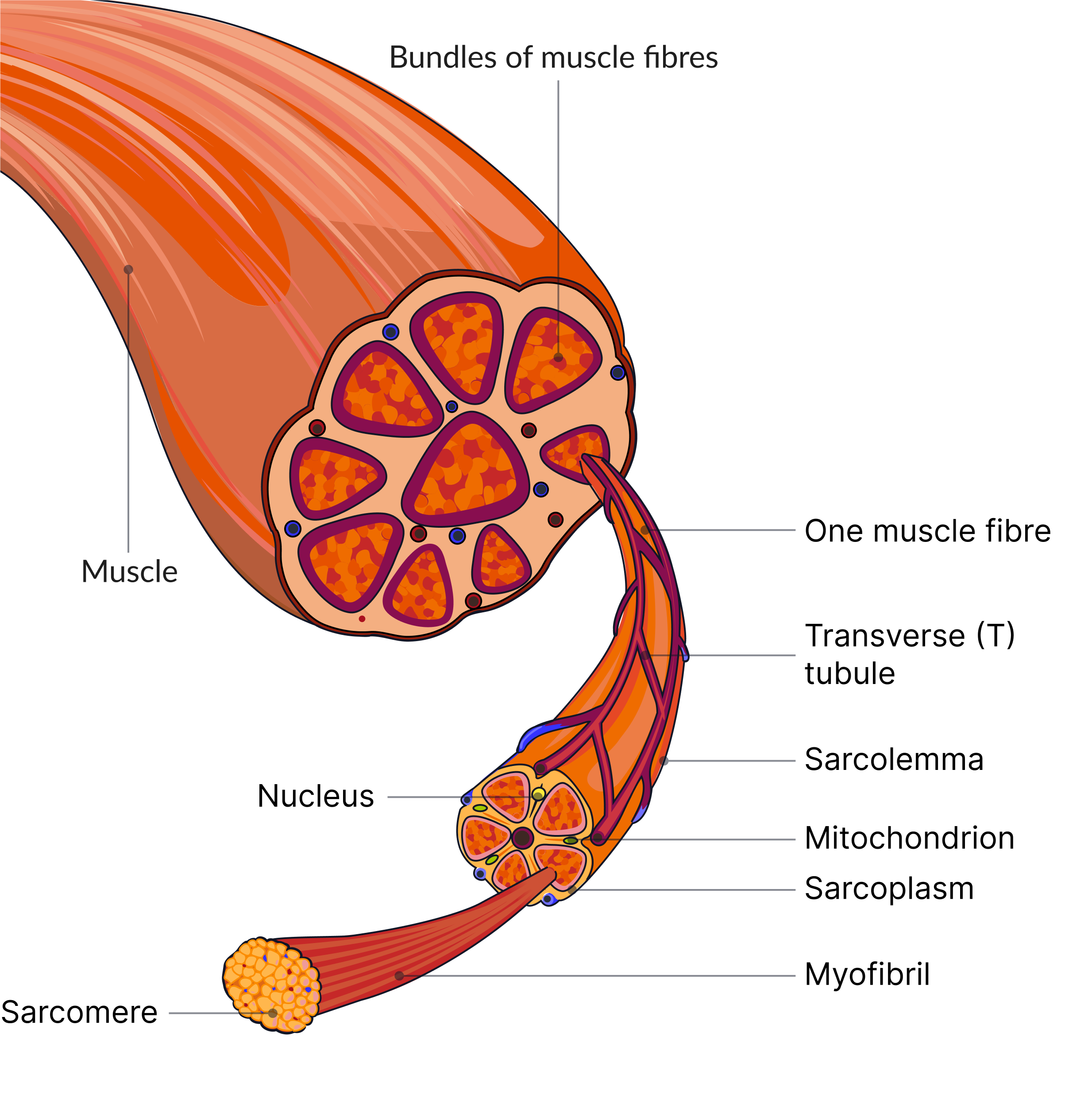 Structure Of Skeletal Muscle AQA A Level Biology