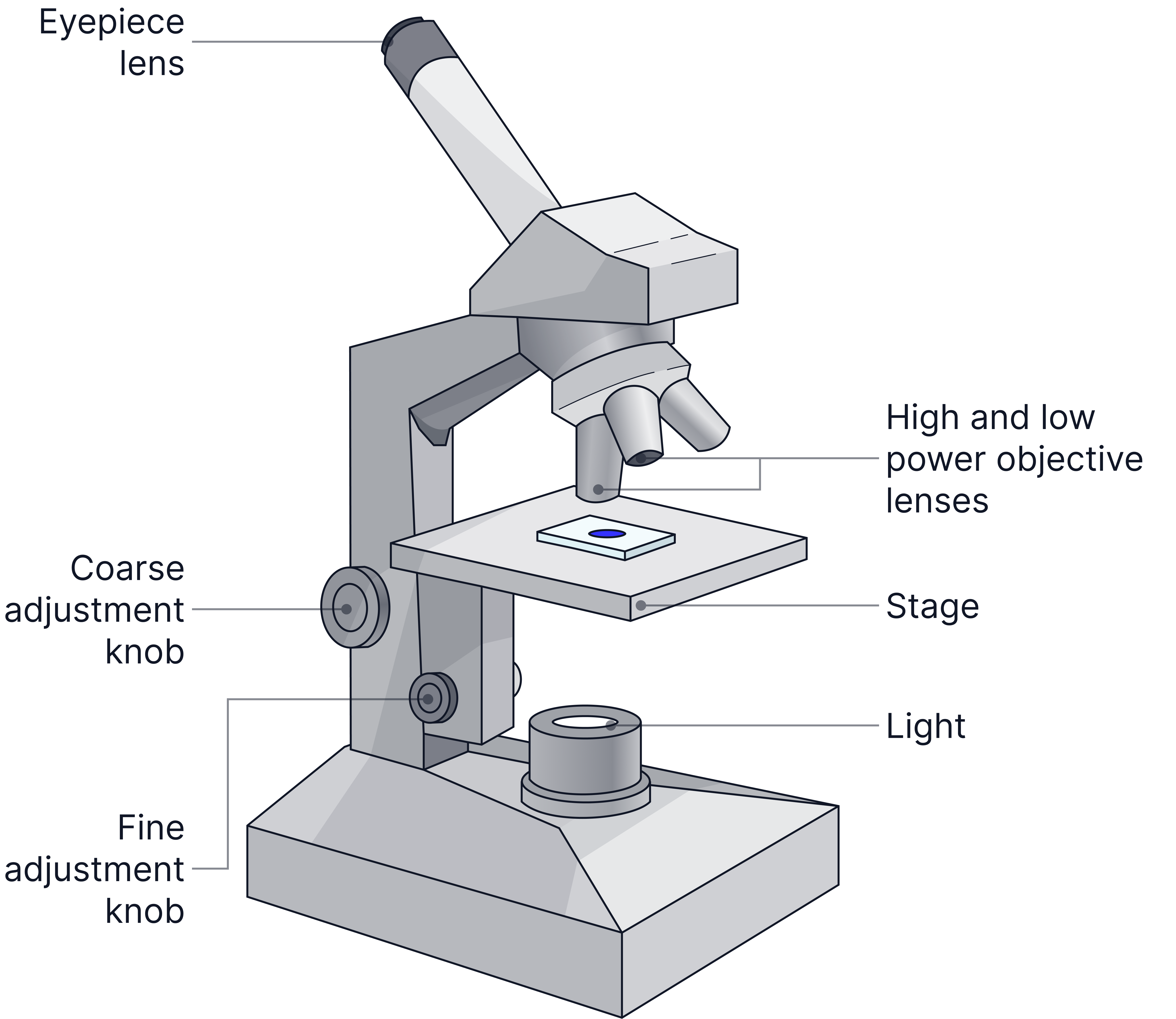 Diagram of a light microscope showing the eyepiece lens, objective lenses, stage, light source, and coarse and fine adjustment knobs, labelled for Biology microscopy revision.