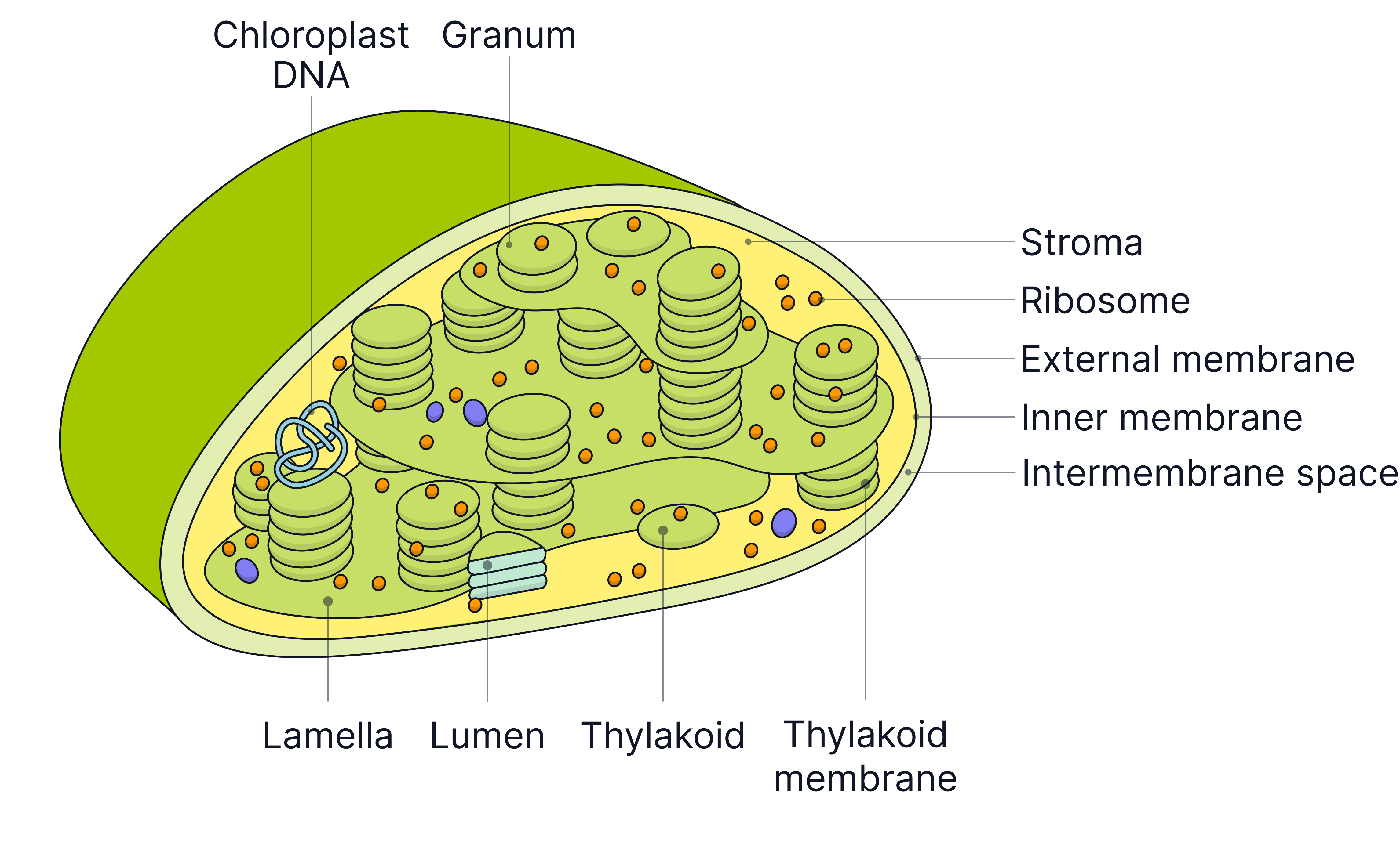 Photosynthesis And Chloroplast Structure AQA A Level Biology Photosynthesis And Chloroplast Structure AQA A Level Biology