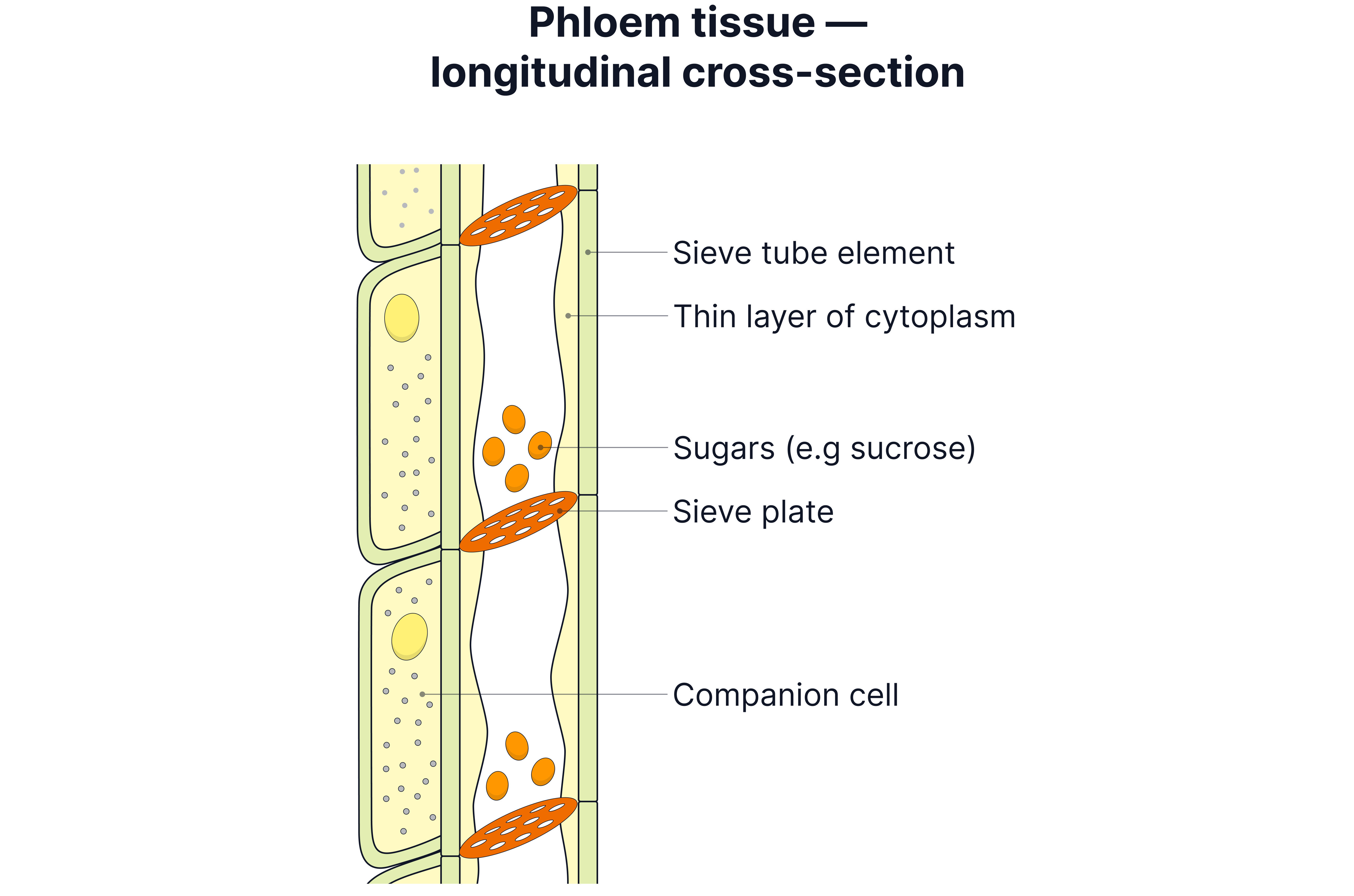 Cross Section Of Phloem Cells