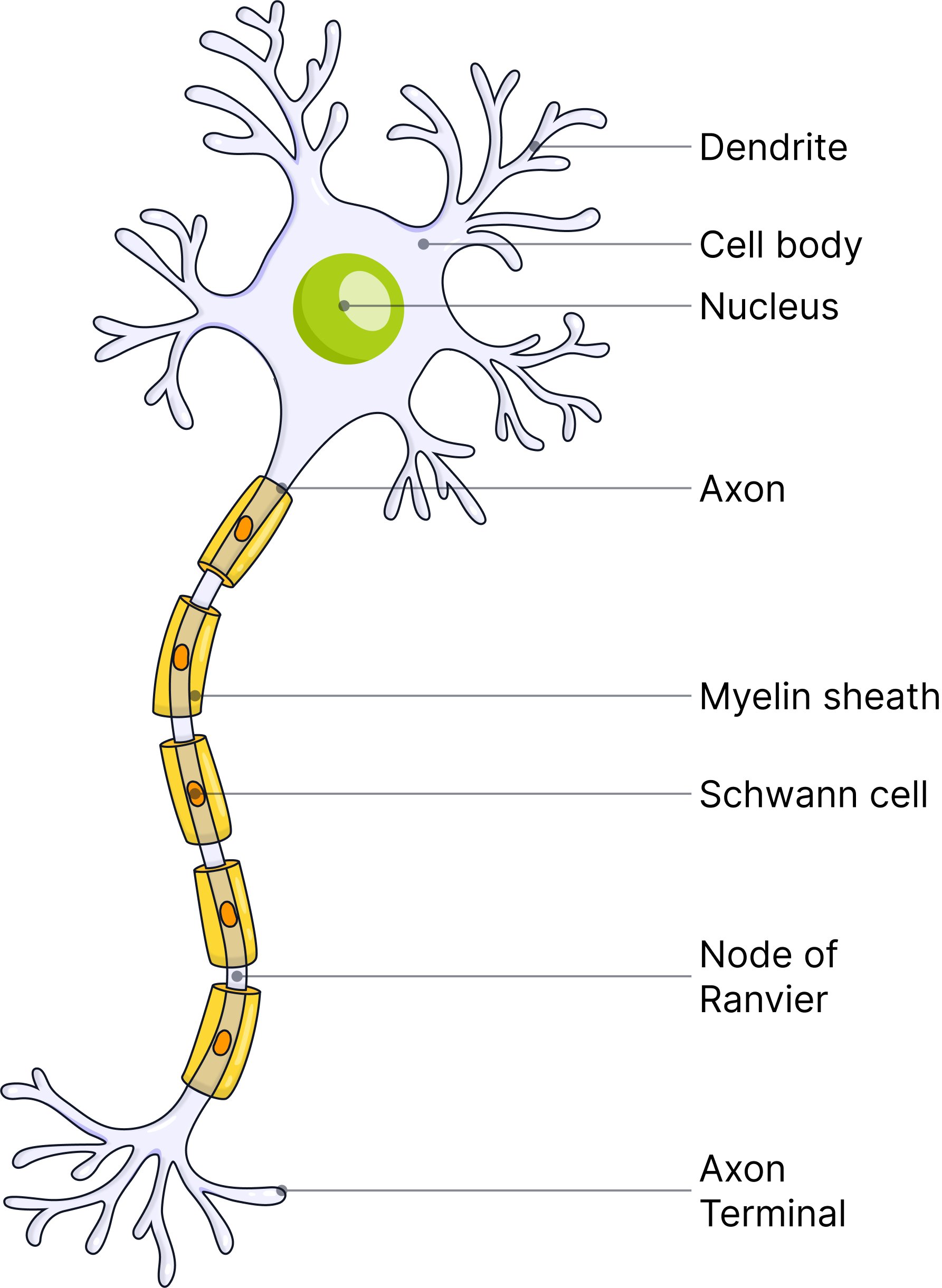 Motor Neuron Structure Diagram