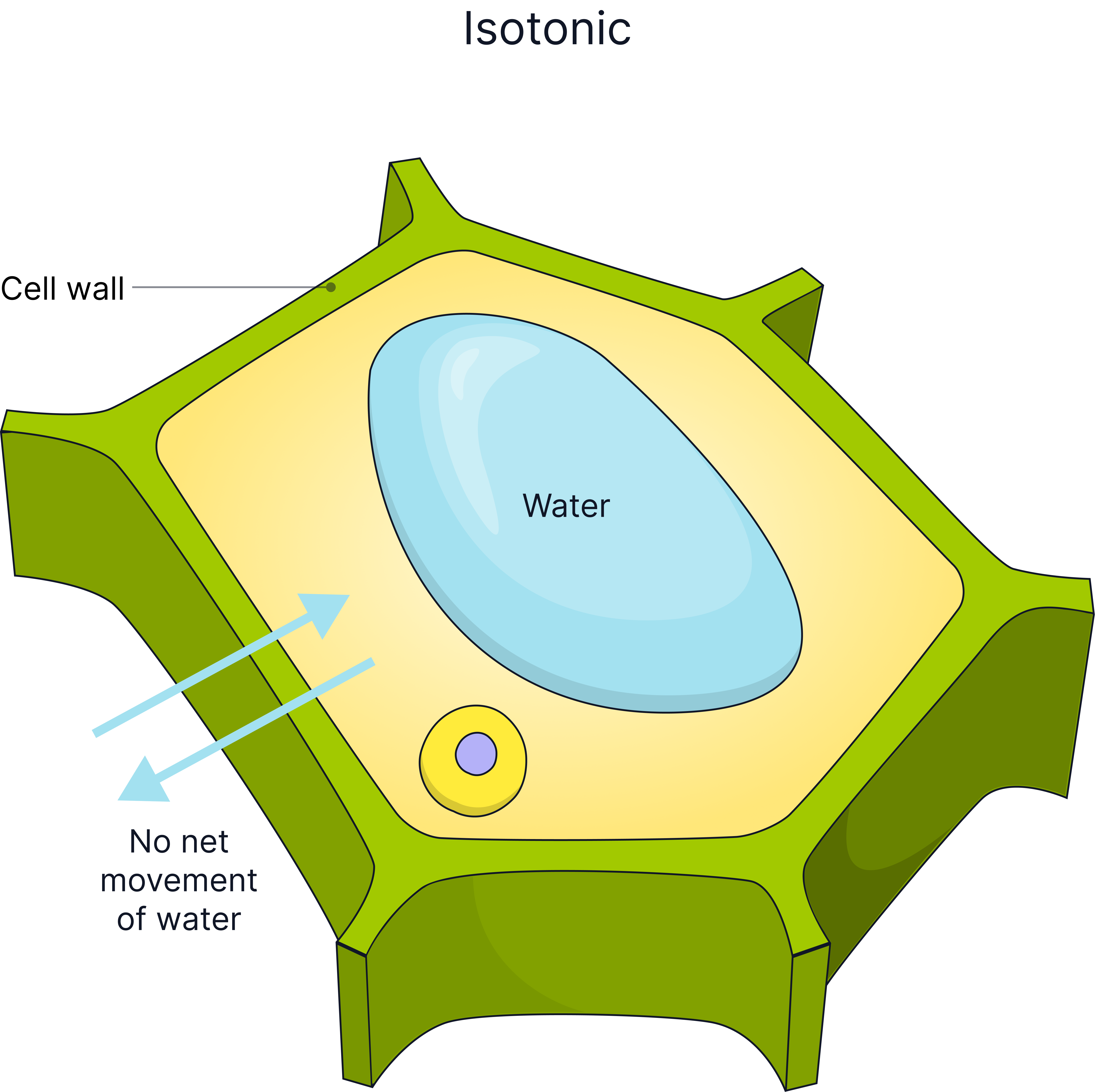 Diagram of a plant cell in an isotonic solution showing no net water movement by osmosis and a flaccid cell with a partially filled vacuole.